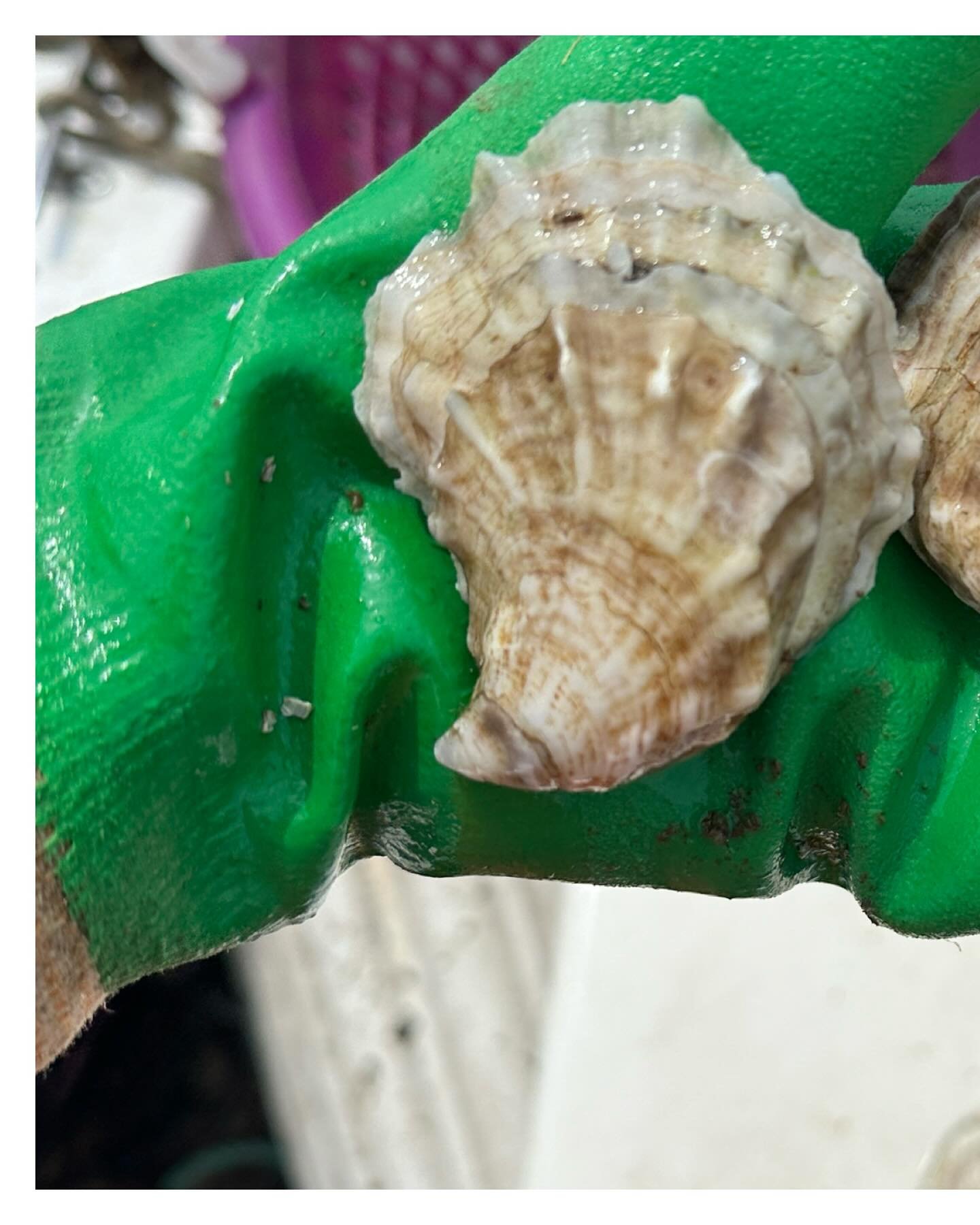 &rsquo;𝓣𝓲𝓼 𝓽𝓱𝓮 𝓼𝓮𝓪𝓼𝓸𝓷 𝓯𝓸𝓻 𝓸𝔂𝓼𝓽𝓮𝓻𝓼!
🦪🦃🎄🥂🦪
You&rsquo;ve been asking so&hellip;..We&rsquo;re doing a limited holiday release for Thanksgiving/Christmas/New Year&rsquo;s. Perfect for parties, gift giving, or just treating yours