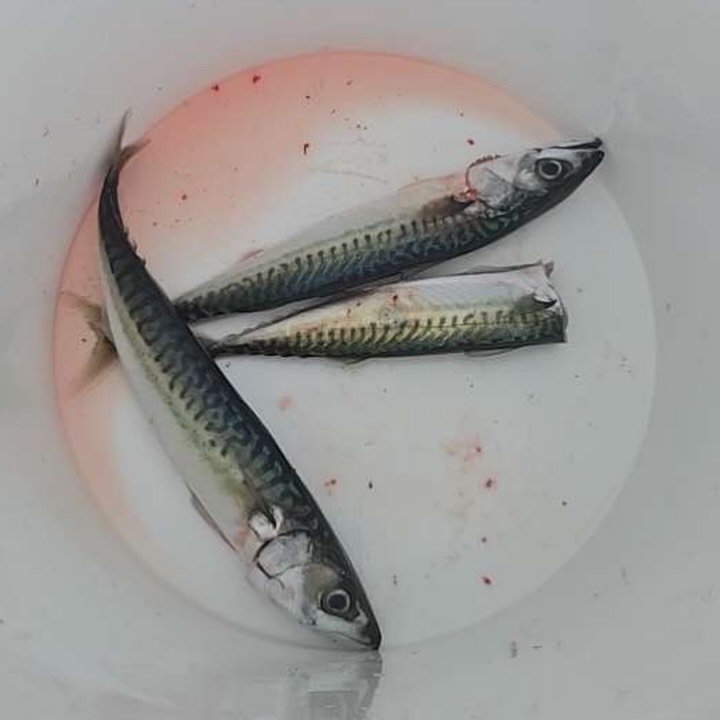 Yesterday, Anna had a line hanging off our float and ended up catching a few mackerel. Naturally, she took the opportunity to do a stomach content analysis&mdash;and it&rsquo;s always fascinating to get a firsthand look at what&rsquo;s happening bene