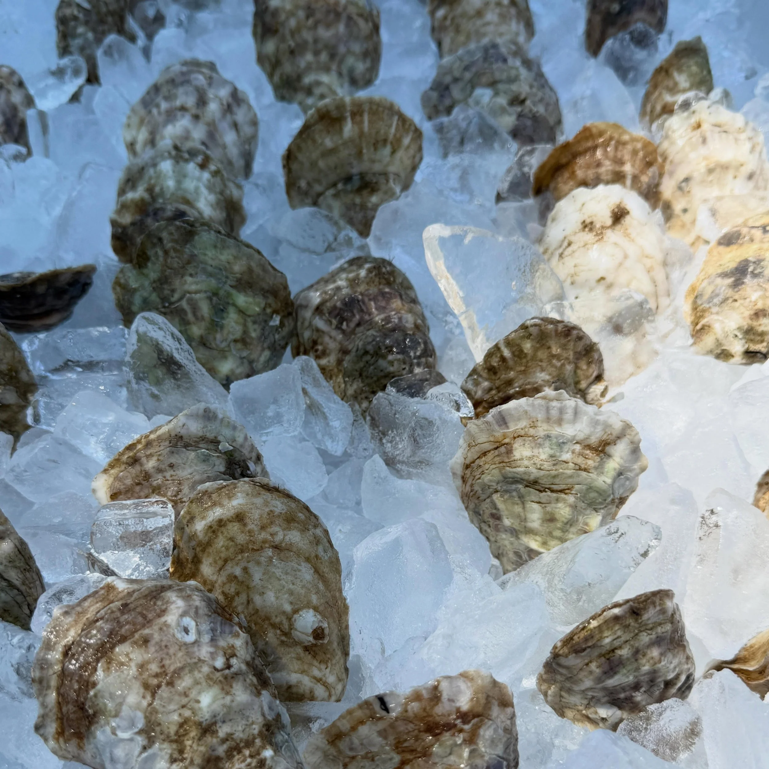 Triple booked tonight? ✔️
Fog thick enough to lose the boat in? ✔️
Are we still making it happen? You bet.
Just another day on an island in Maine. The oysters are ready, the girls are ready, and a little fog has never stopped us before.
See you later