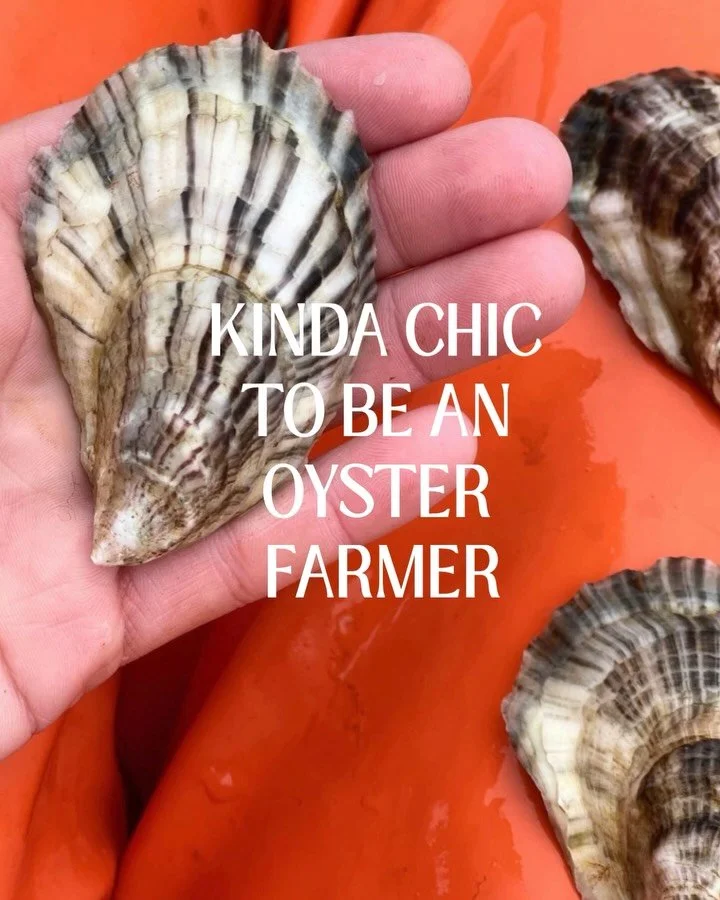 kinda chic, but make it oysters 

#maine #oysters #seafood #chic  #coastalvibes