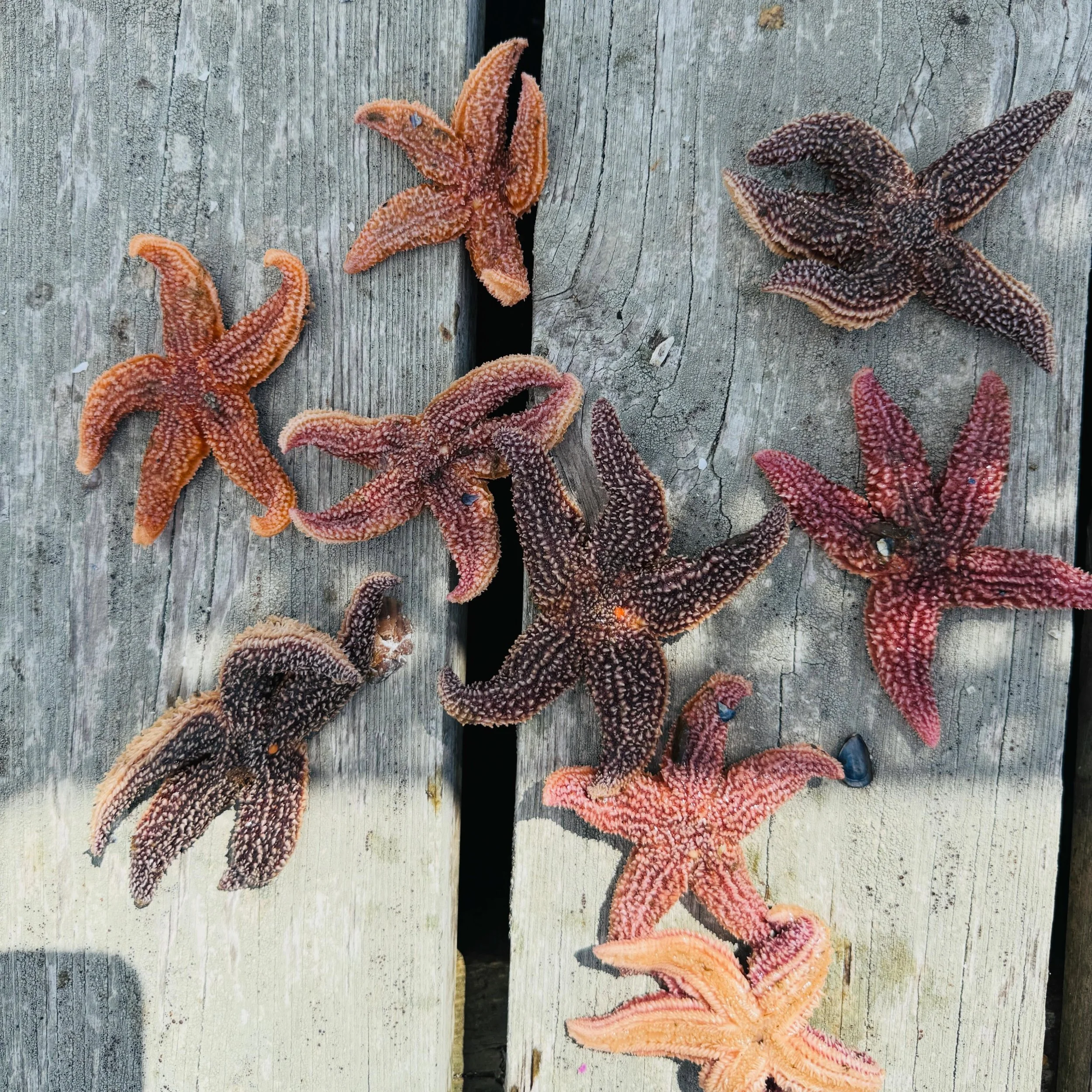 It&rsquo;s been a banner season for starfish 🙄 pulled these out of one bag today- a small mesh bag too- no idea how they got in there. 
Anyway, each season when I post about them people always ask me why they&rsquo;re bad for oysters and other shell