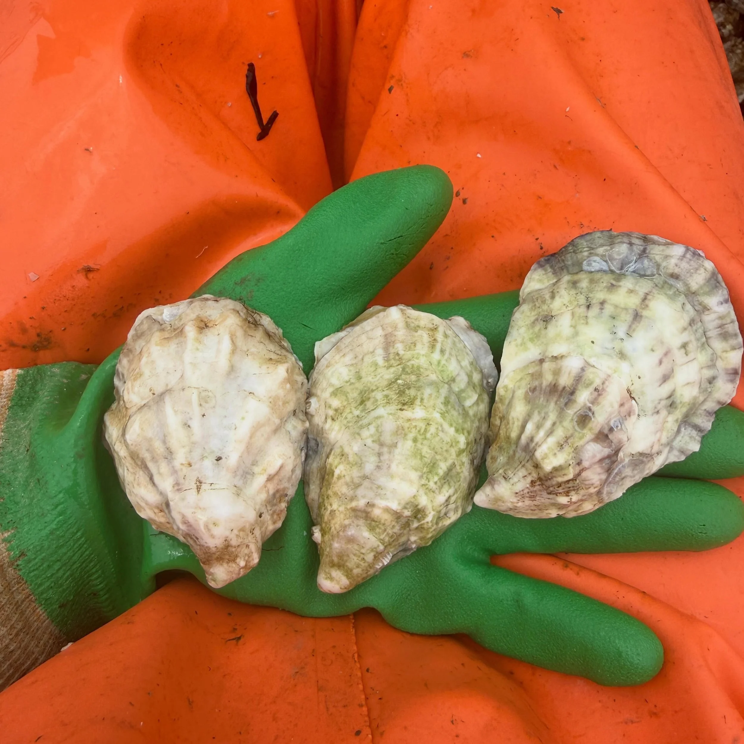 These are oysters.
They are good. 
I have zero motivation for any reel or clever caption&hellip;so&hellip;.. 🦪𝚃𝙾𝙼𝙾𝚁𝚁𝙾𝚆🦪&hellip;There&rsquo;ll be 6- dozen count bags and 3- 6 count bags of jumbo oysters in the farm stand fridge. I won&rsquo;