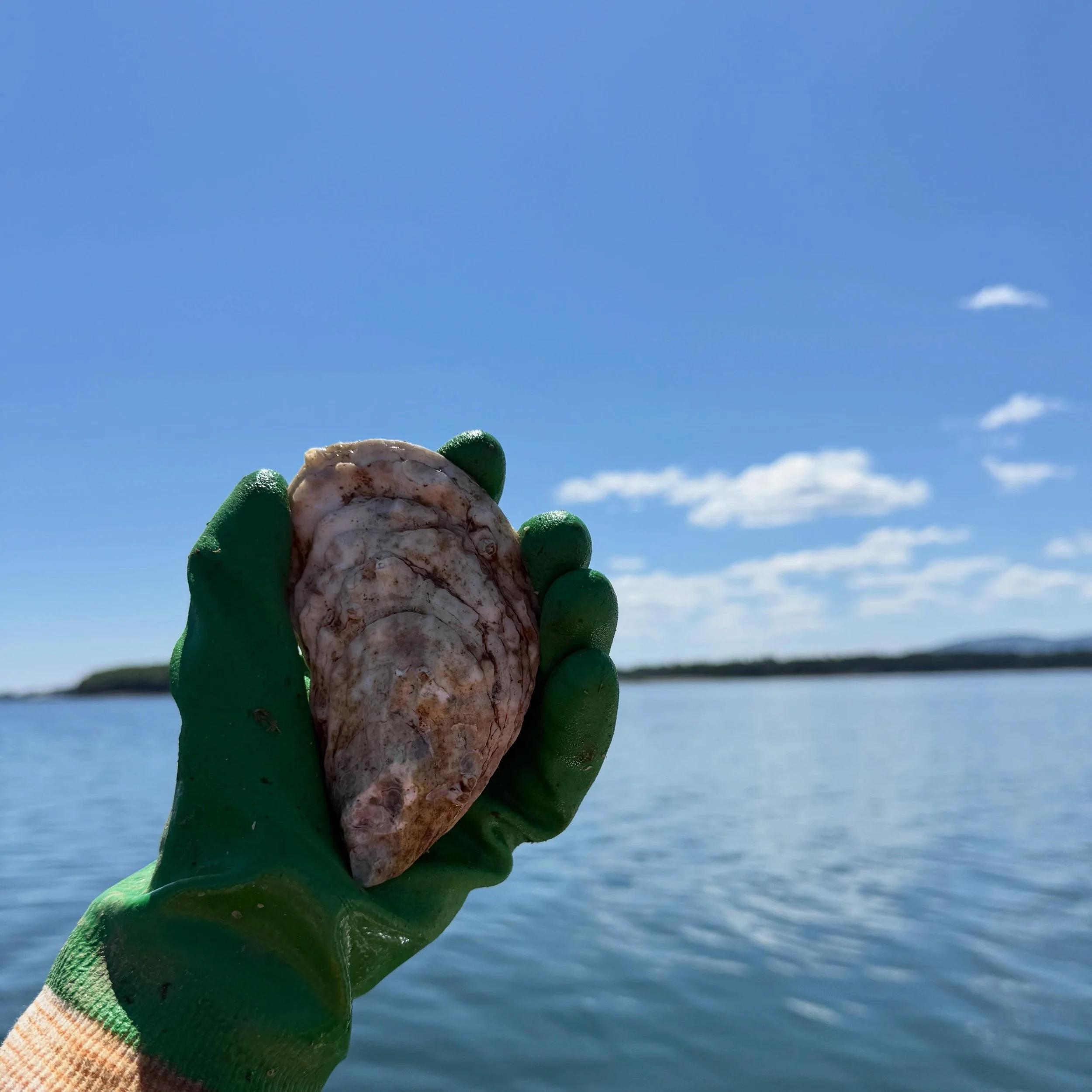🦪Two bags of jumbos in the fridge. These are the last jumbos of the season. 
Get em&rsquo; while you can. 
🦪we&rsquo;ll have a limited supply of oysters in the fridge on Thursday- Anna heads back to college that day so the farm stand will have very