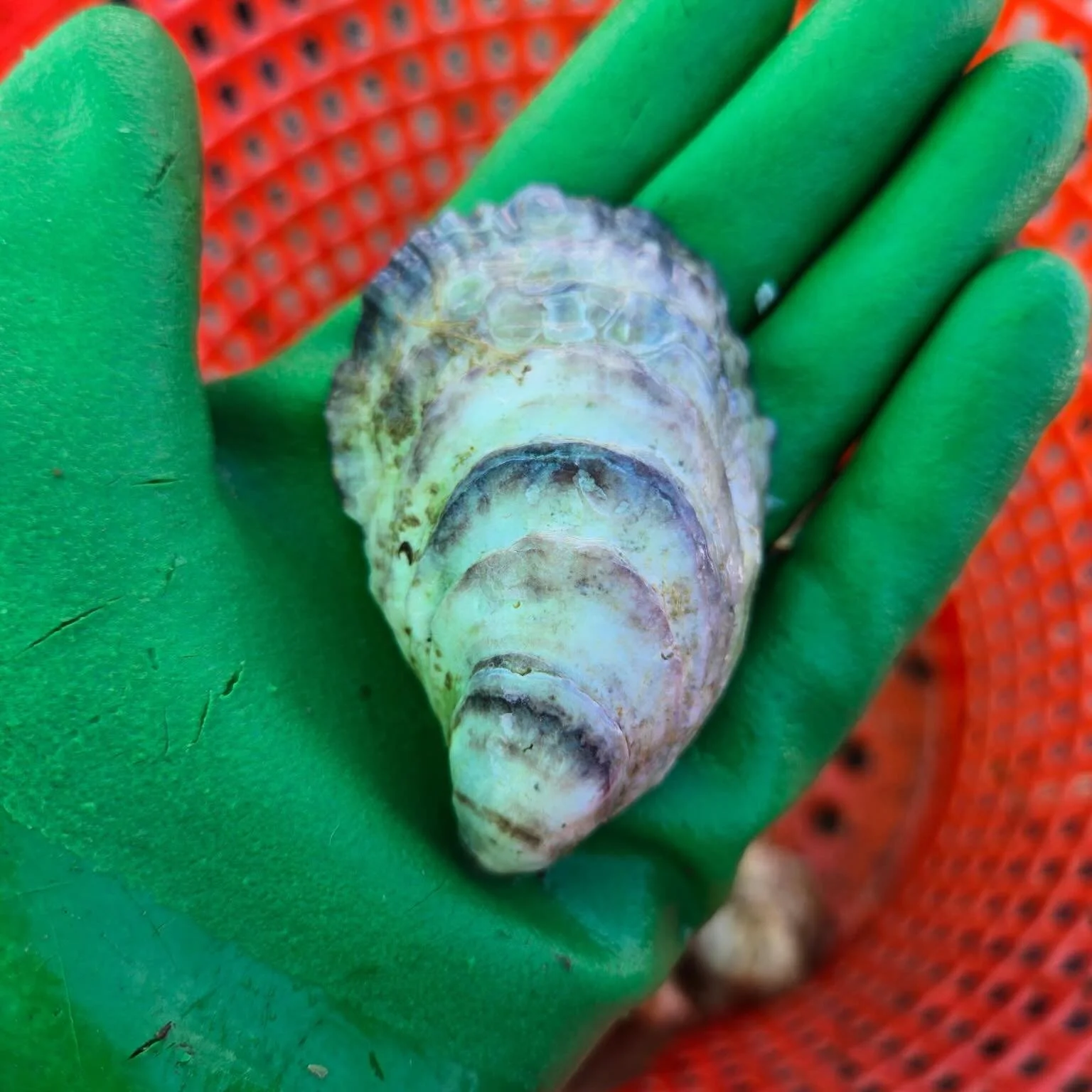 Anna had to do a few things on the water earlier. She also had a few orders to harvest&hellip;.she has put 2 dozen of oysters in the fridge&hellip;you know the drill, get em&rsquo; quick before they&rsquo;re gone. 

#oyster #maineoysters #aquaculture
