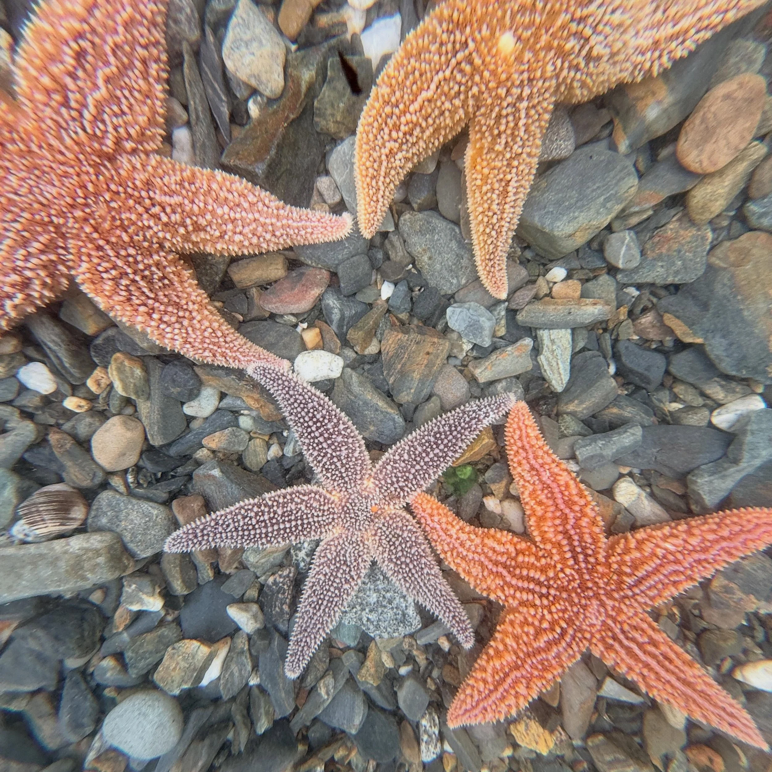 Still starfish szn 🙄

#sealife #starfish #maine #oysterfarm #coastofmaine