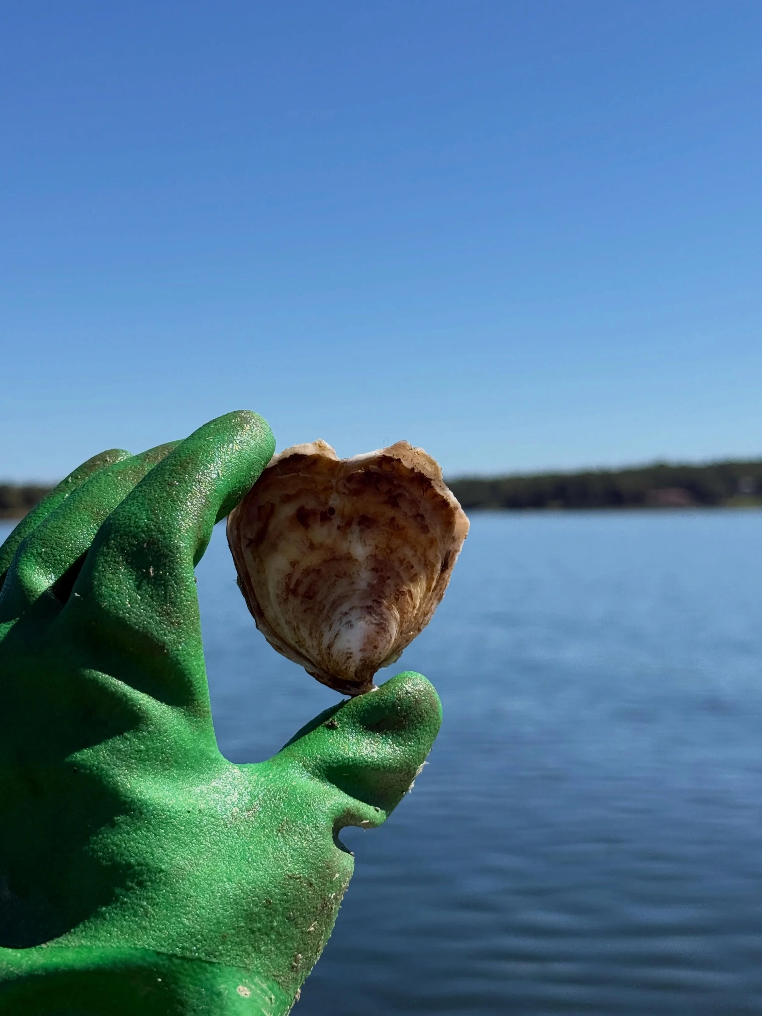 Sweater weather? Nah, more like oyster weather. 

#fall #oysters #oysterfarm #maine#seafood