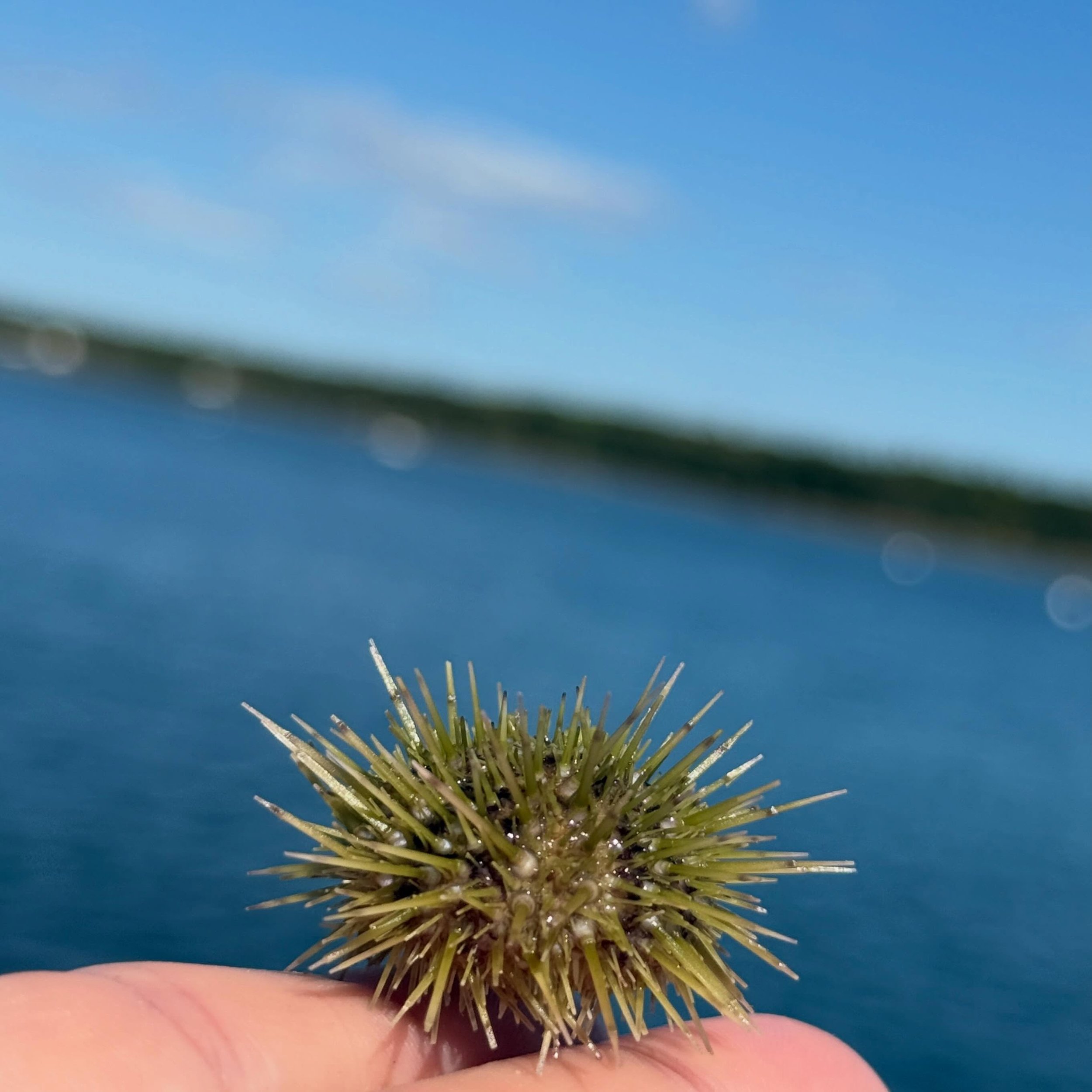 These babes are lookin&rsquo; really good. 🦪
One of my favorite things about the farm is growing oysters alongside the other species we raise. I love seeing how they share the same little patch of ocean&mdash;and watching them thrive together.

#urc