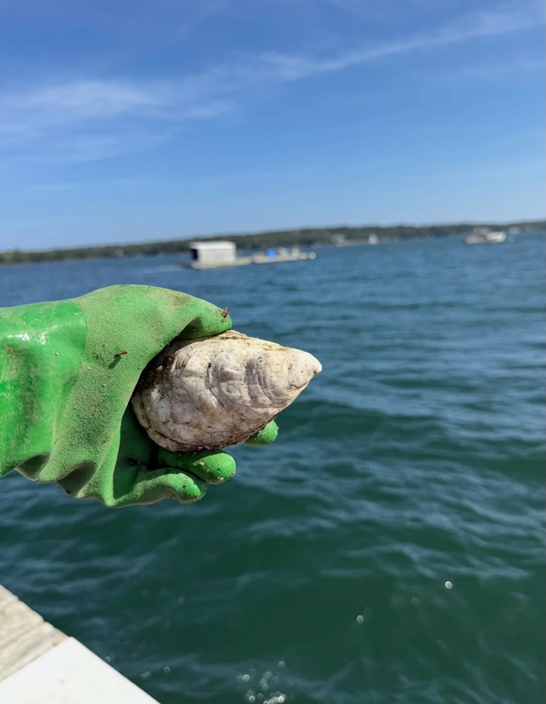 📌𝚄𝙿𝙳𝙰𝚃𝙴📌
🦪𝙹𝚄𝙼𝙱𝙾 oysters will be in the farm stand today/ tomorrow. When the flags out, they&rsquo;ll be in there. FCFS. These will be the last oysters for sale until Thanksgiving- which will be 𝙿𝚁𝙴-𝙾𝚁𝙳𝙴𝚁 𝙾𝙽𝙻𝚈.
🦪Today/ tomor