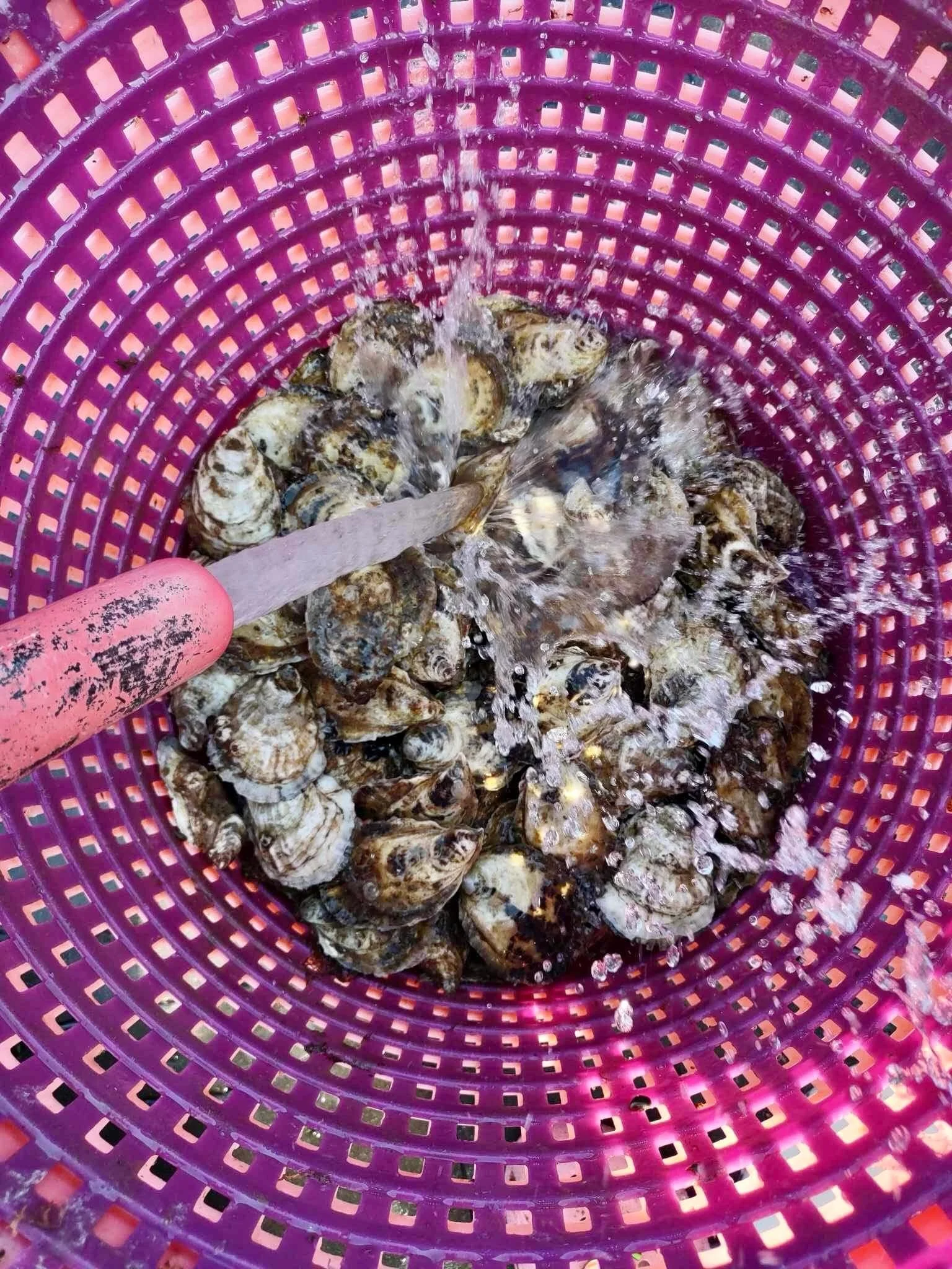 ✨October is National Seafood Month! ✨ 
A chance to learn more about the food we harvest from the water&mdash;and the people who grow and catch it.

Here at Islesboro Oyster Co., we take a diversified approach to sustainable ocean farming, growing oys