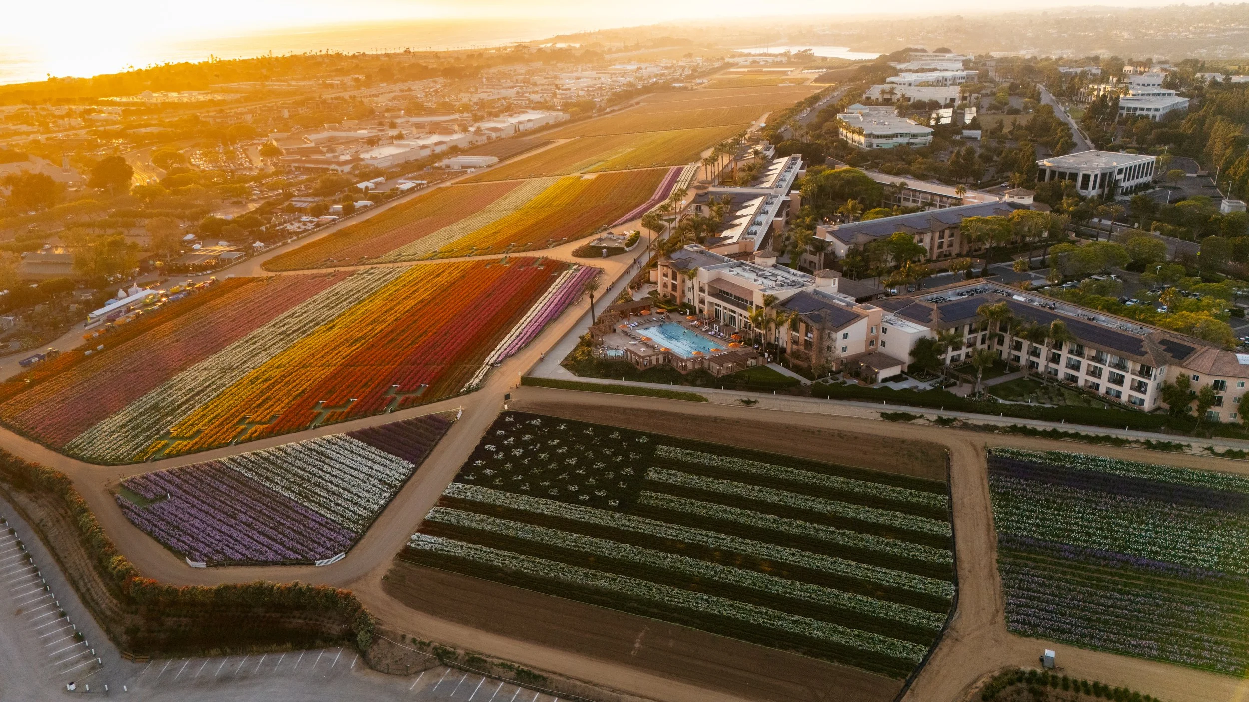 FlowerFields_KimberlyMotos (3 of 5).jpg