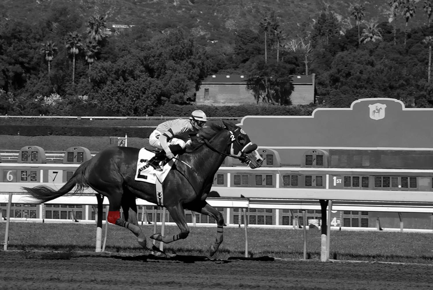 Lameness — Wilkinson Veterinary Clinic