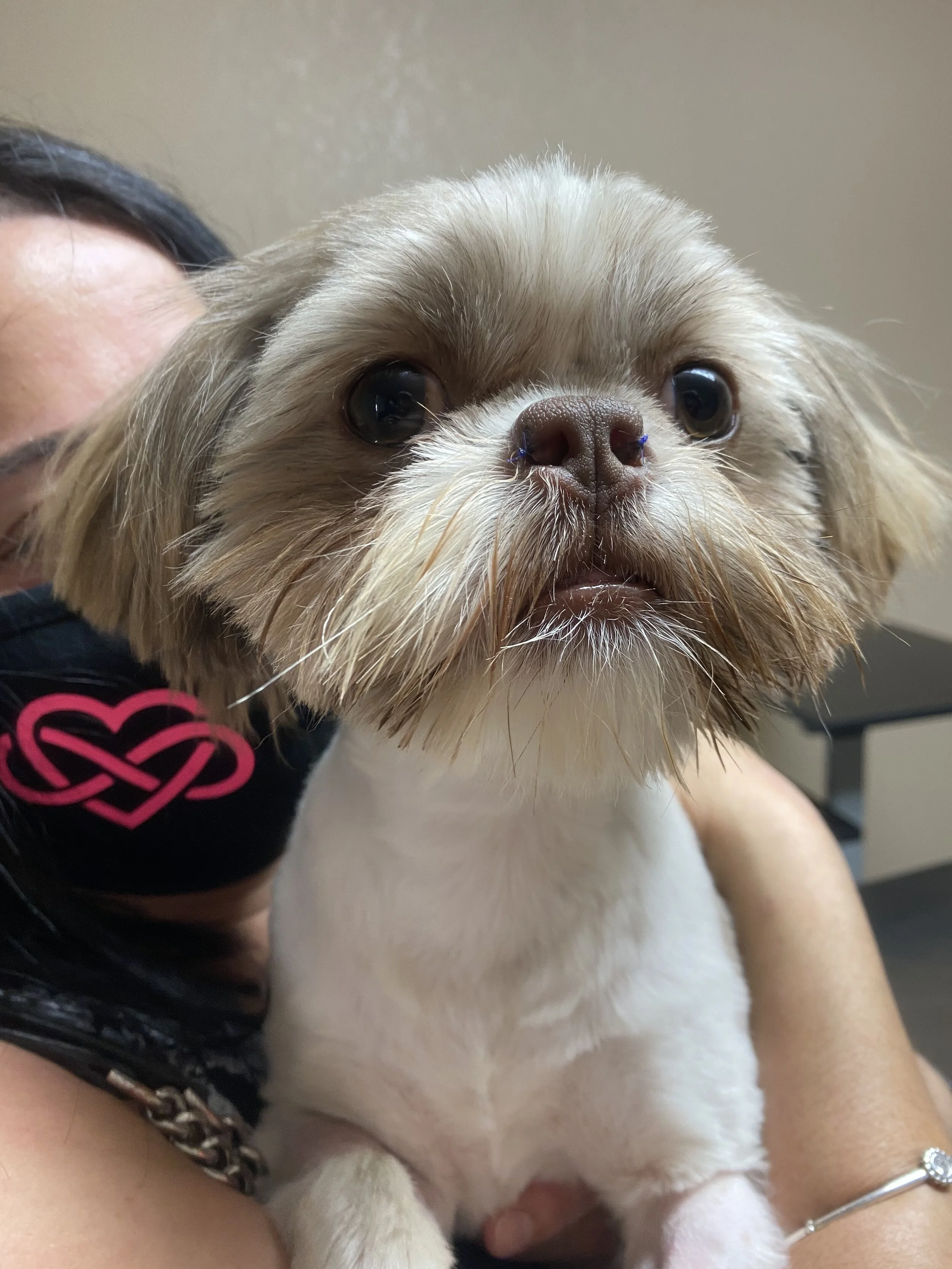 Stenotic Nares Surgical Repair — Wilkinson Veterinary Clinic