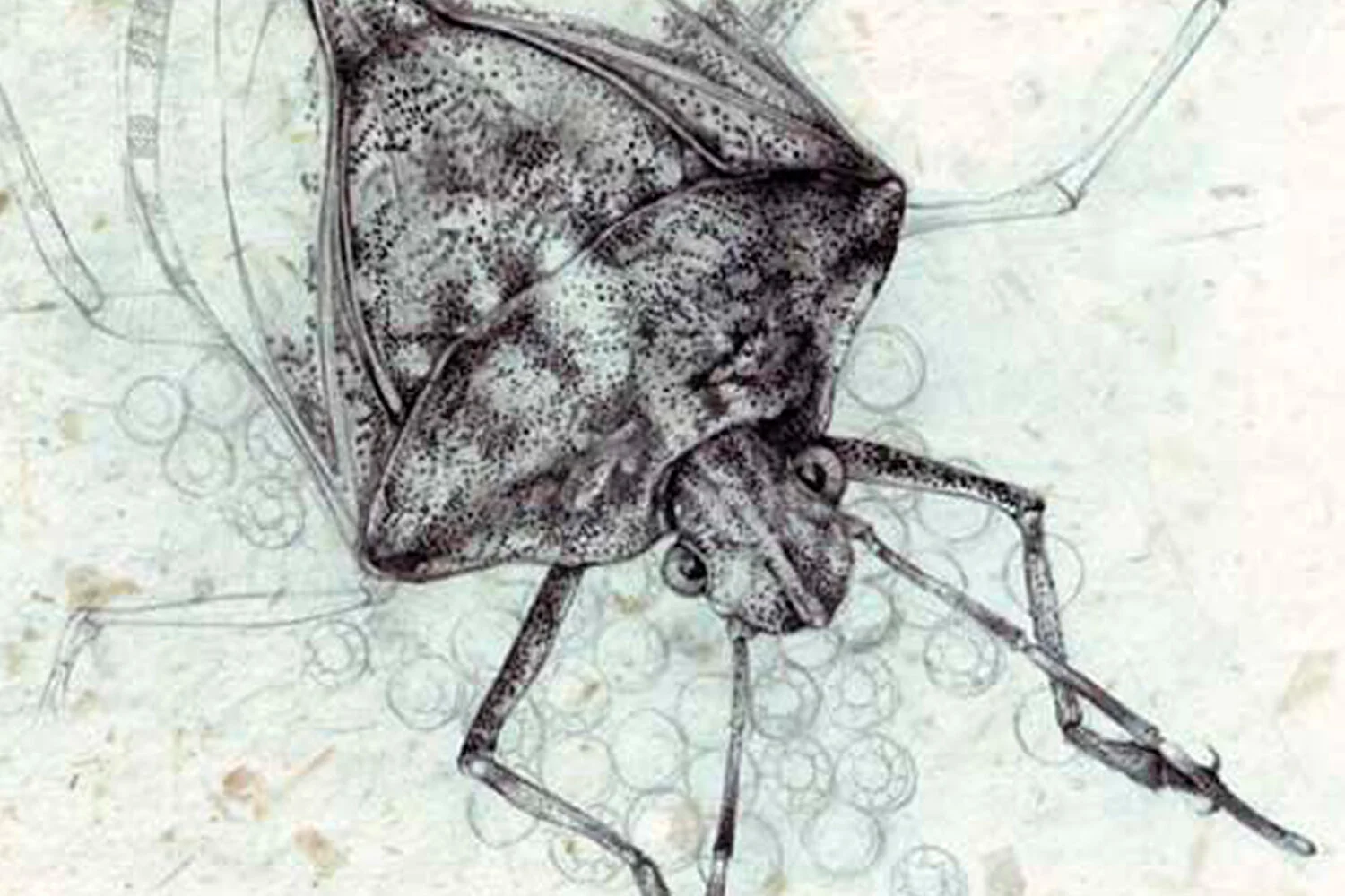 Amy-Zhong-Bad-News-Bugs-2-W.jpg