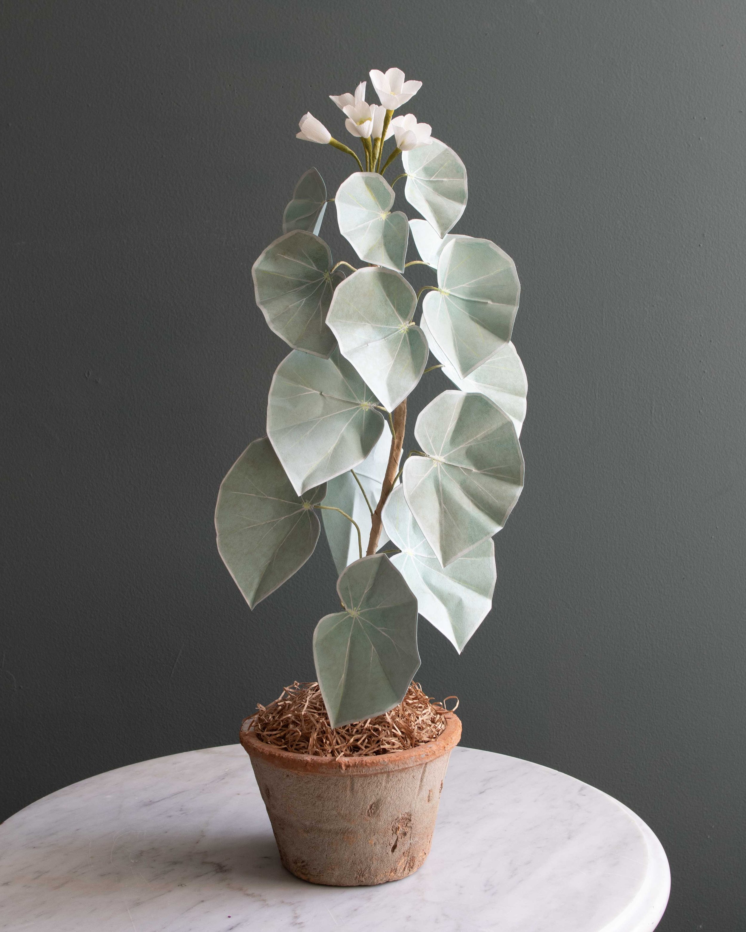 begonia-venosa-corriebethmakes.jpg