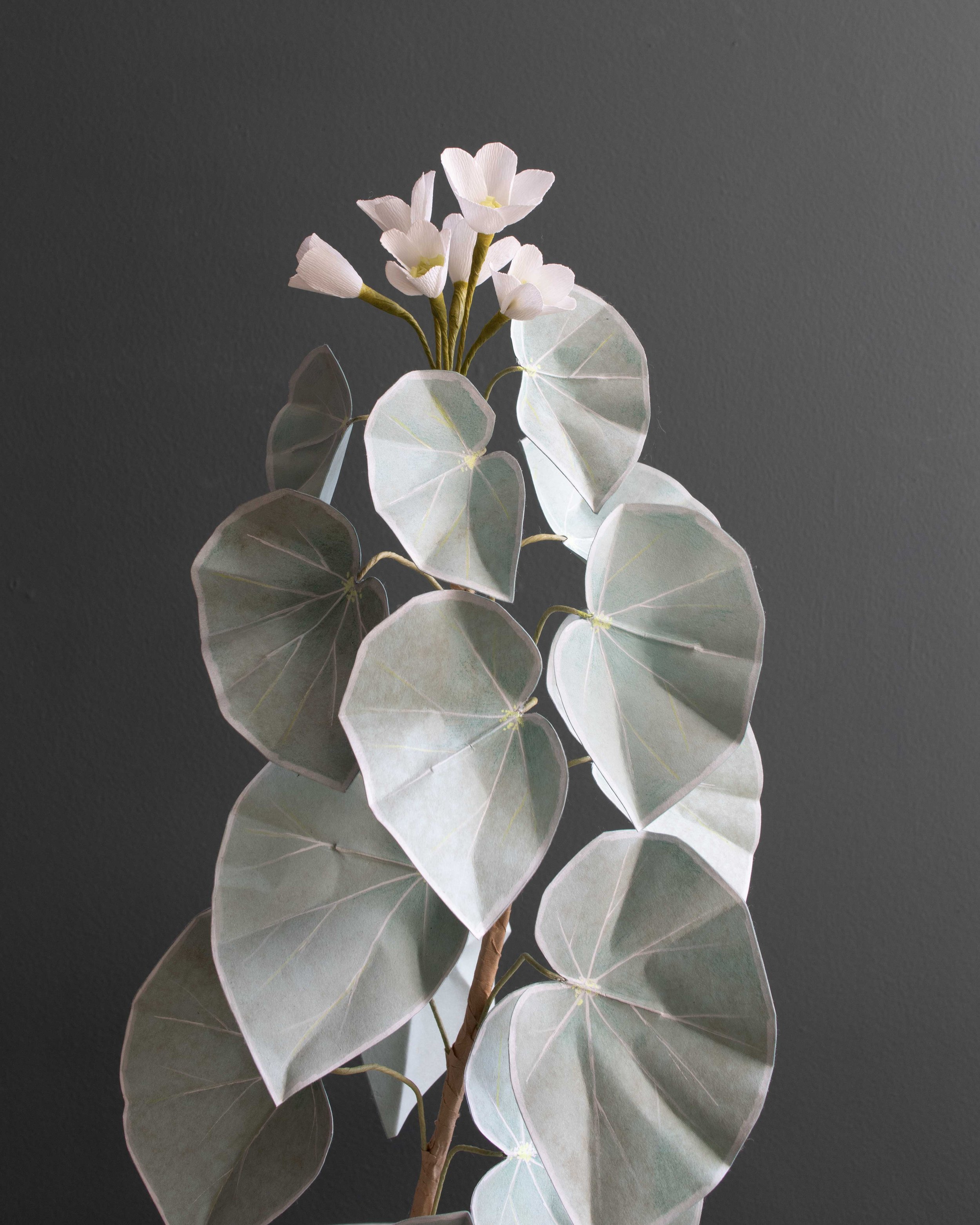 begonia-venosa-corriebethmakes2.jpg