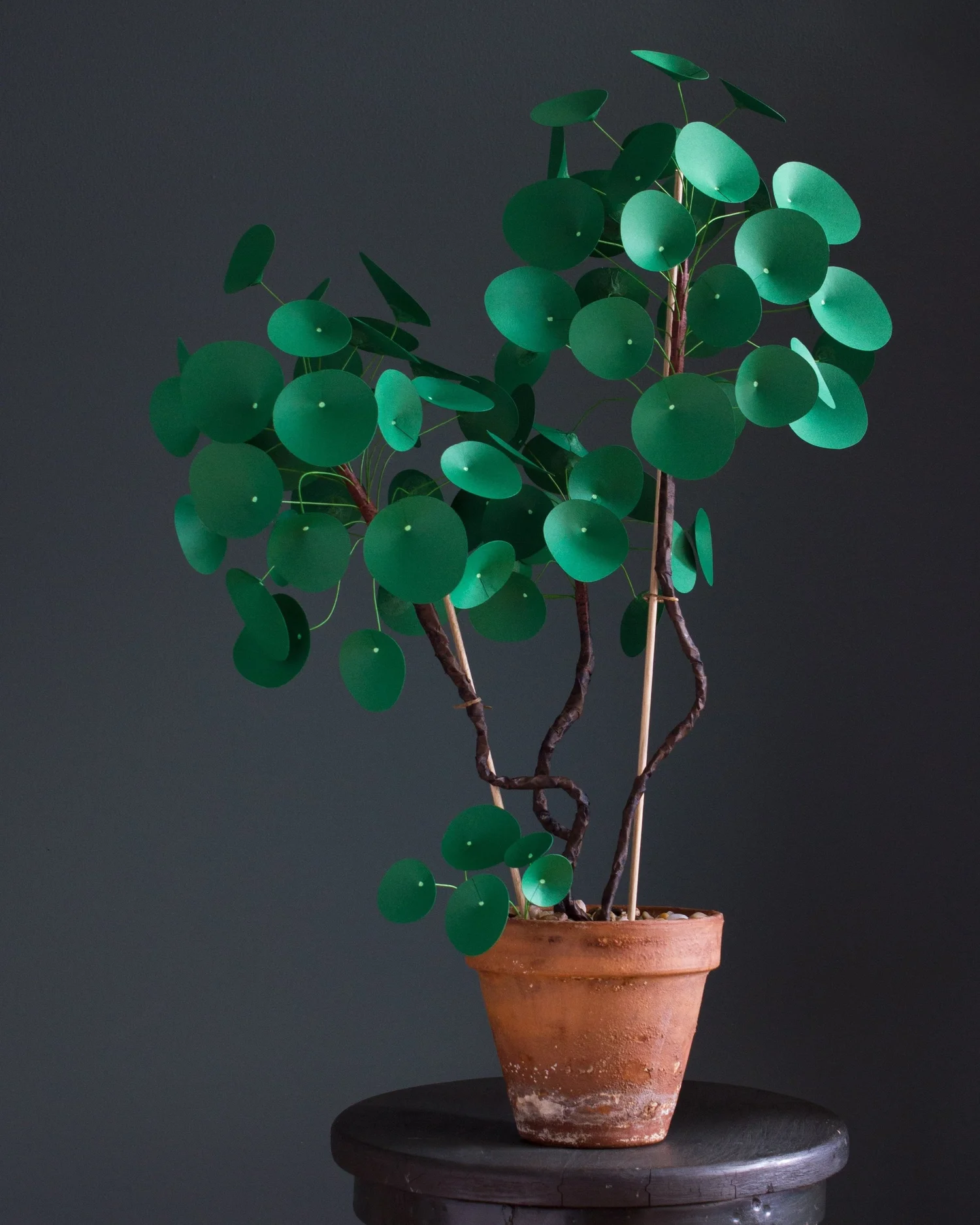 Paper Plant: Pilea peperomioides  corrie beth makes