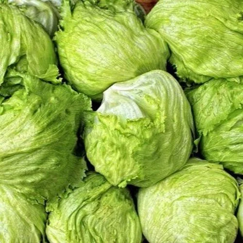 LETTUCE ICEBERG.jpg