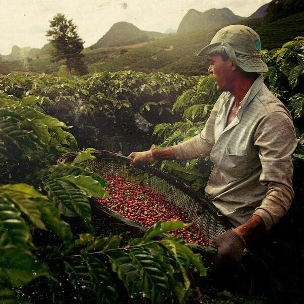 Brazil Decaff Espresso