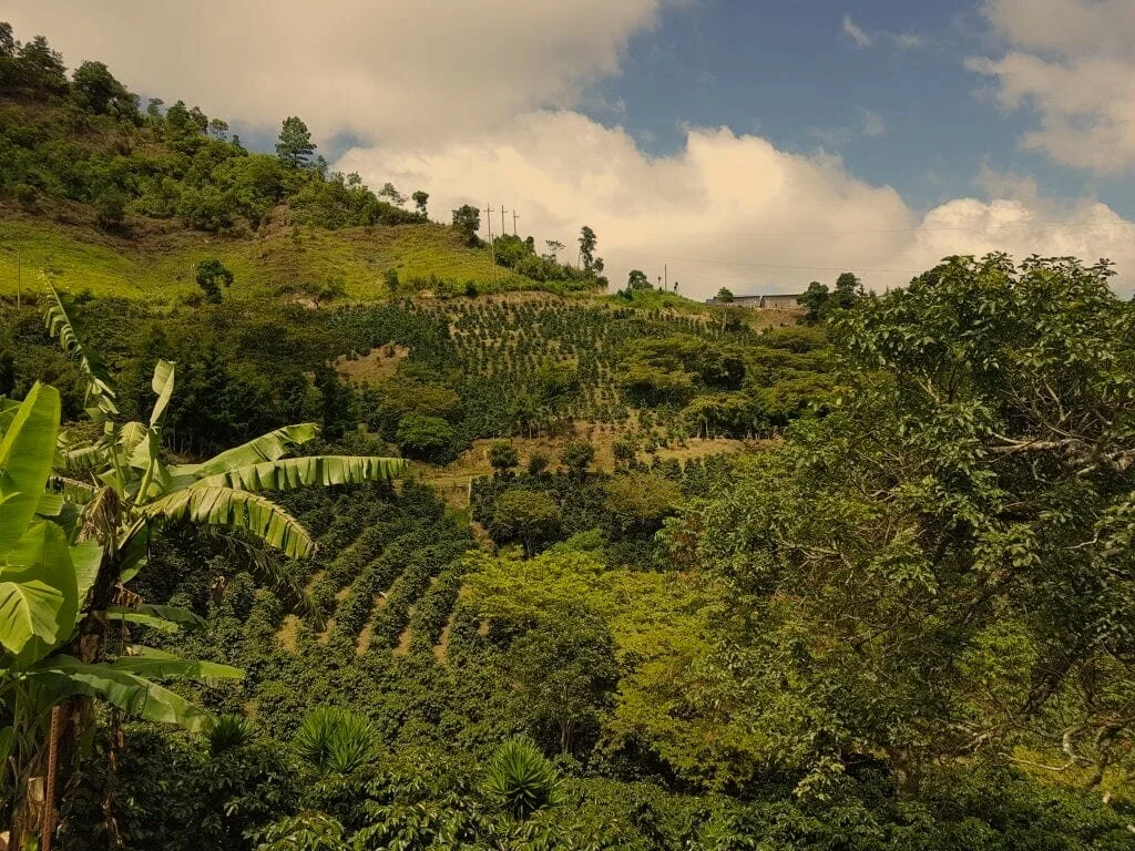 Honduras Cocafcal Single Origin