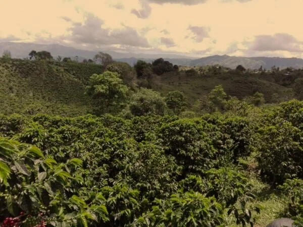 Colombia El Bombo Single Origin