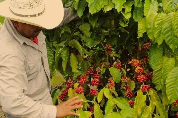 Mexico Single Origin