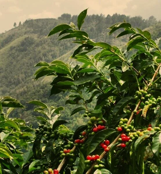 Ethiopia Yirgacheffe Single Origin