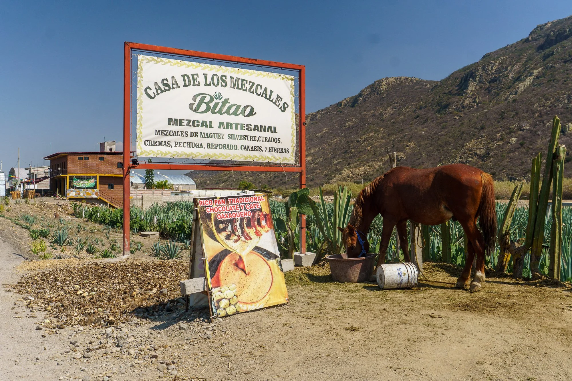 Mexico -Wilderland-03298.jpg