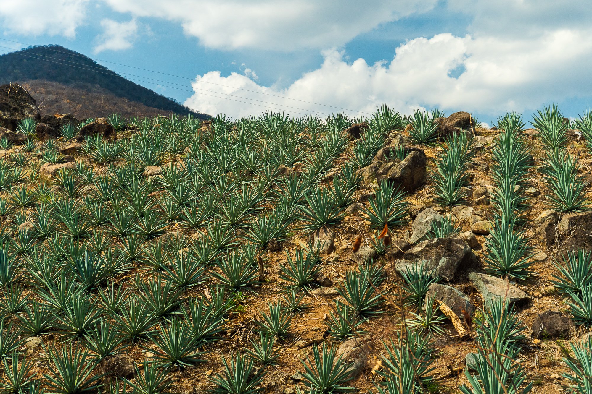 Mexico -Wilderland-03211.jpg