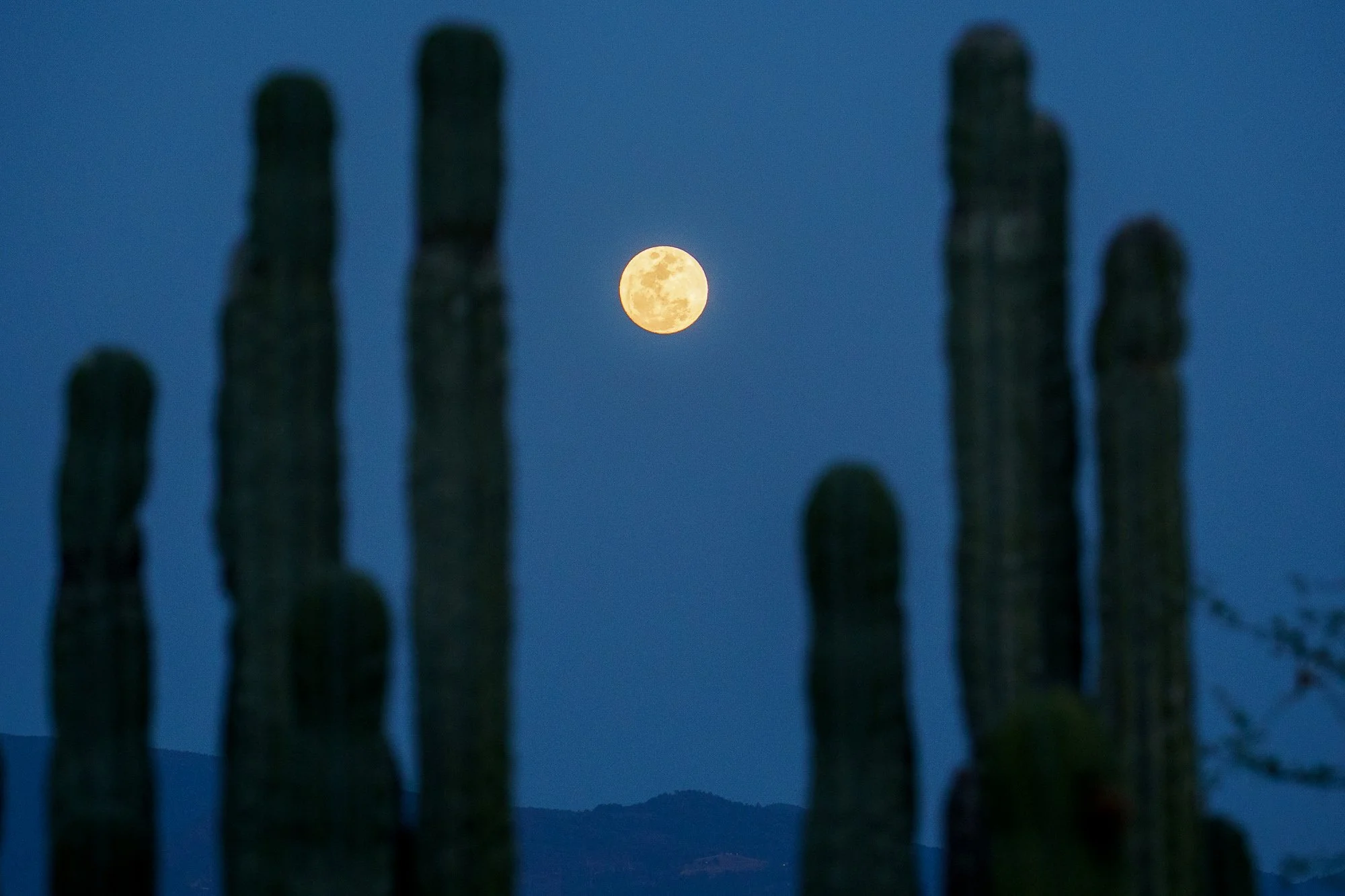 Mexico -Wilderland-09667.jpg
