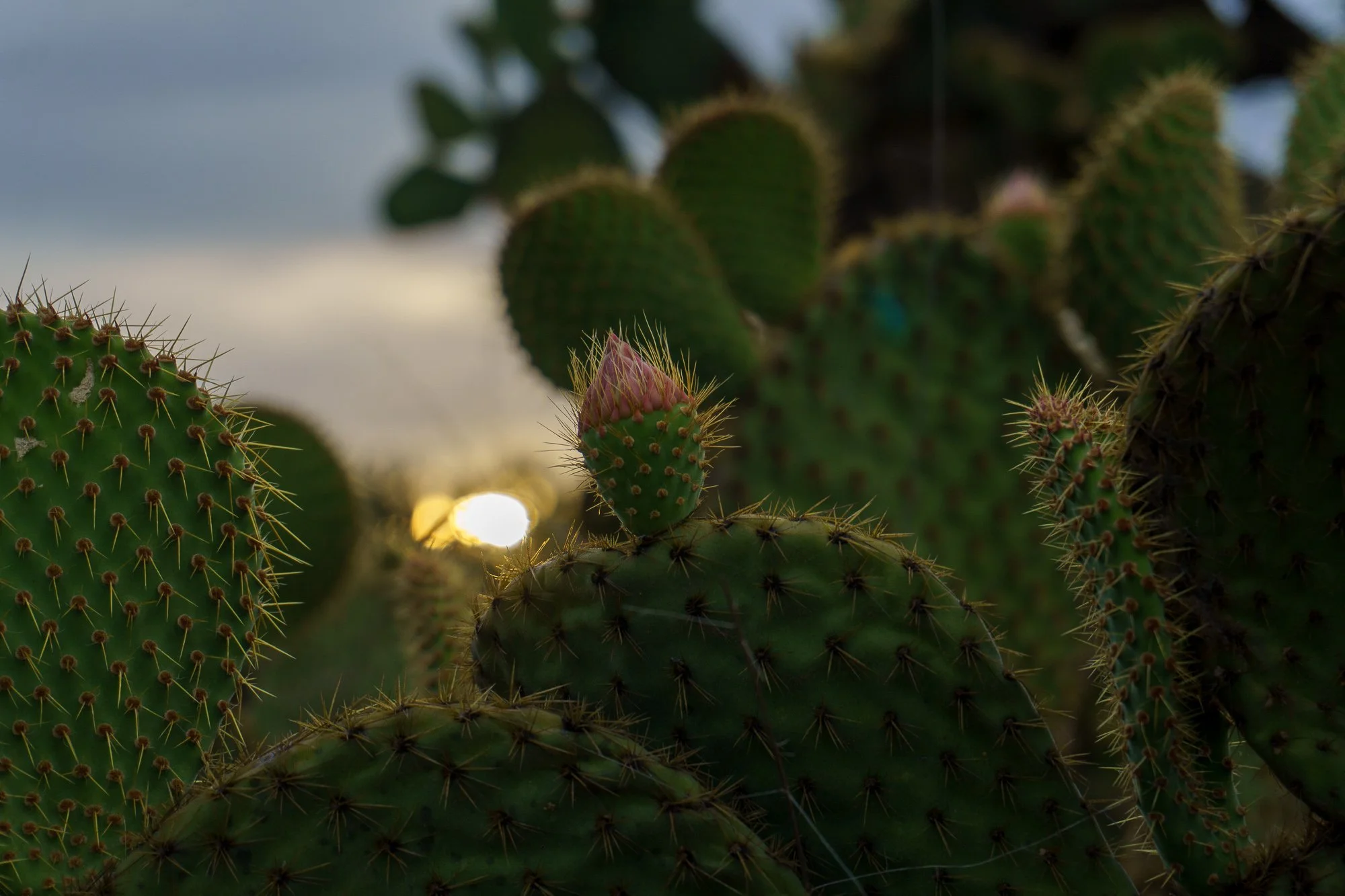 Mexico -Wilderland-03537.jpg