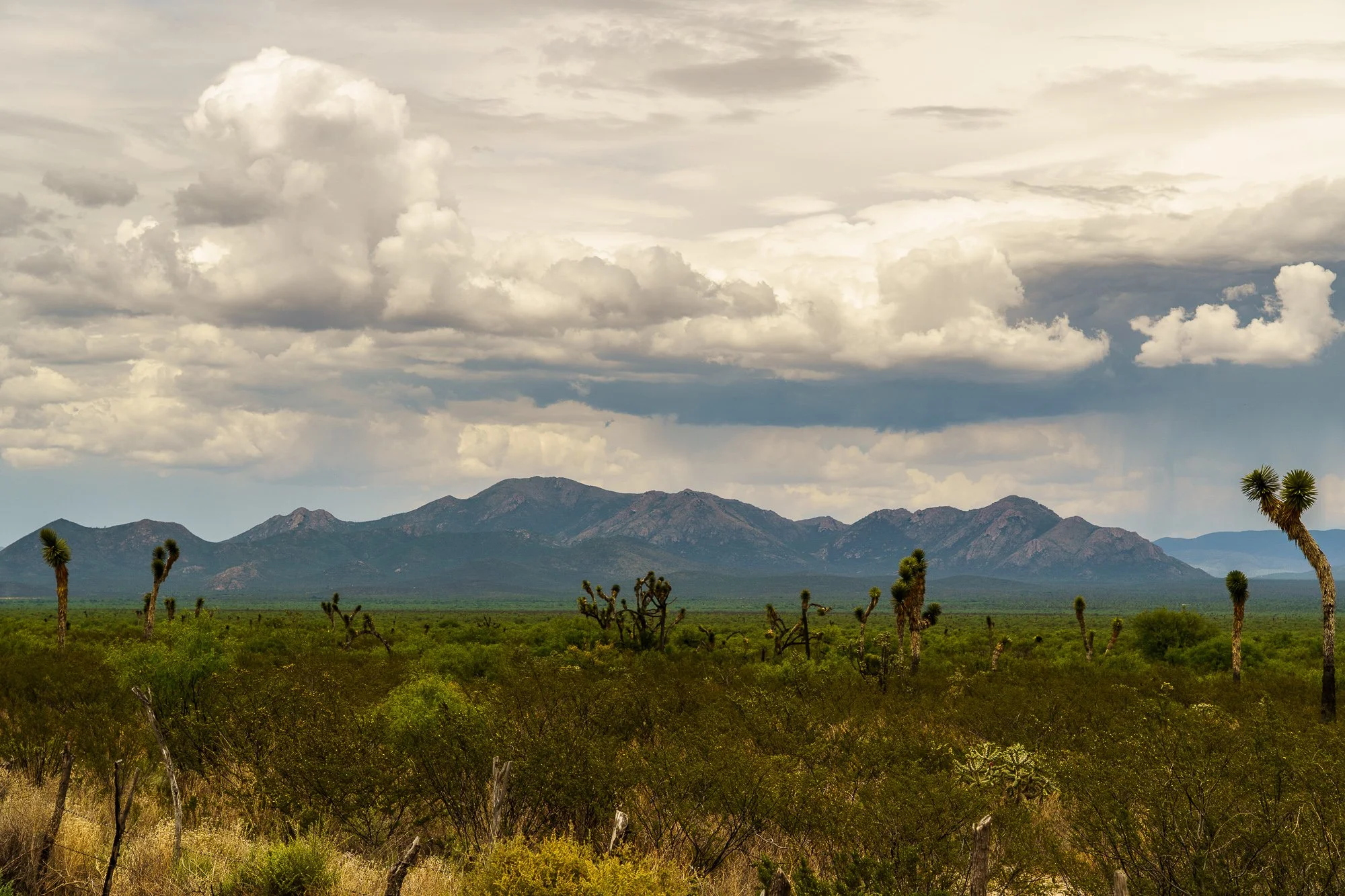 Mexico -Wilderland-01469.jpg