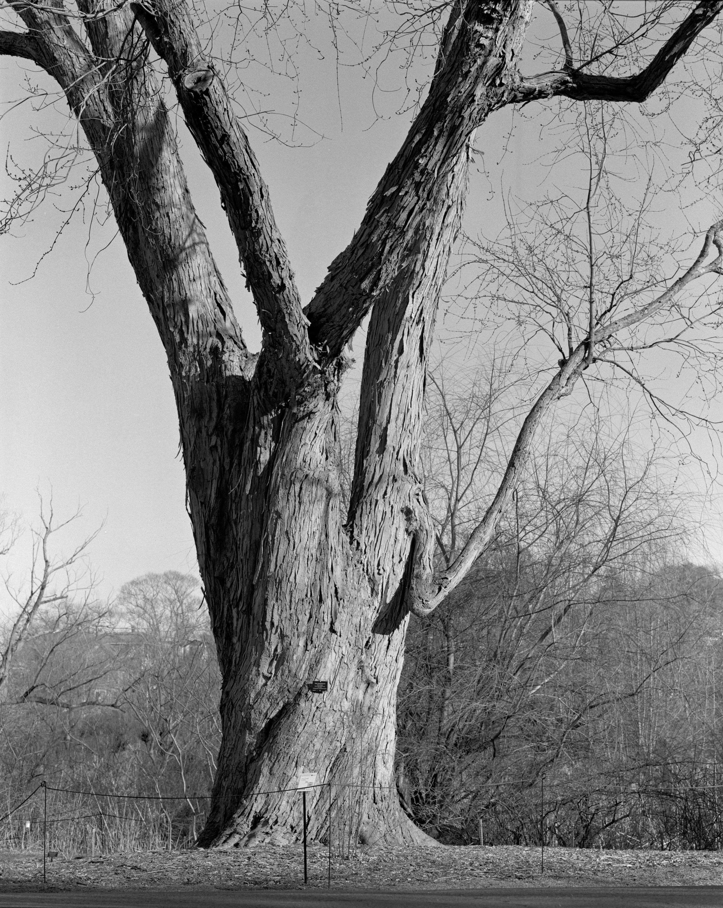 silver maple, 2024 