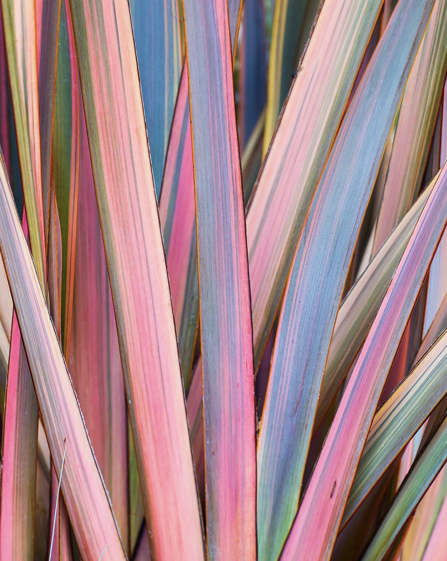 Screenshot 2026-03-02 at 2.03.14 AM.png