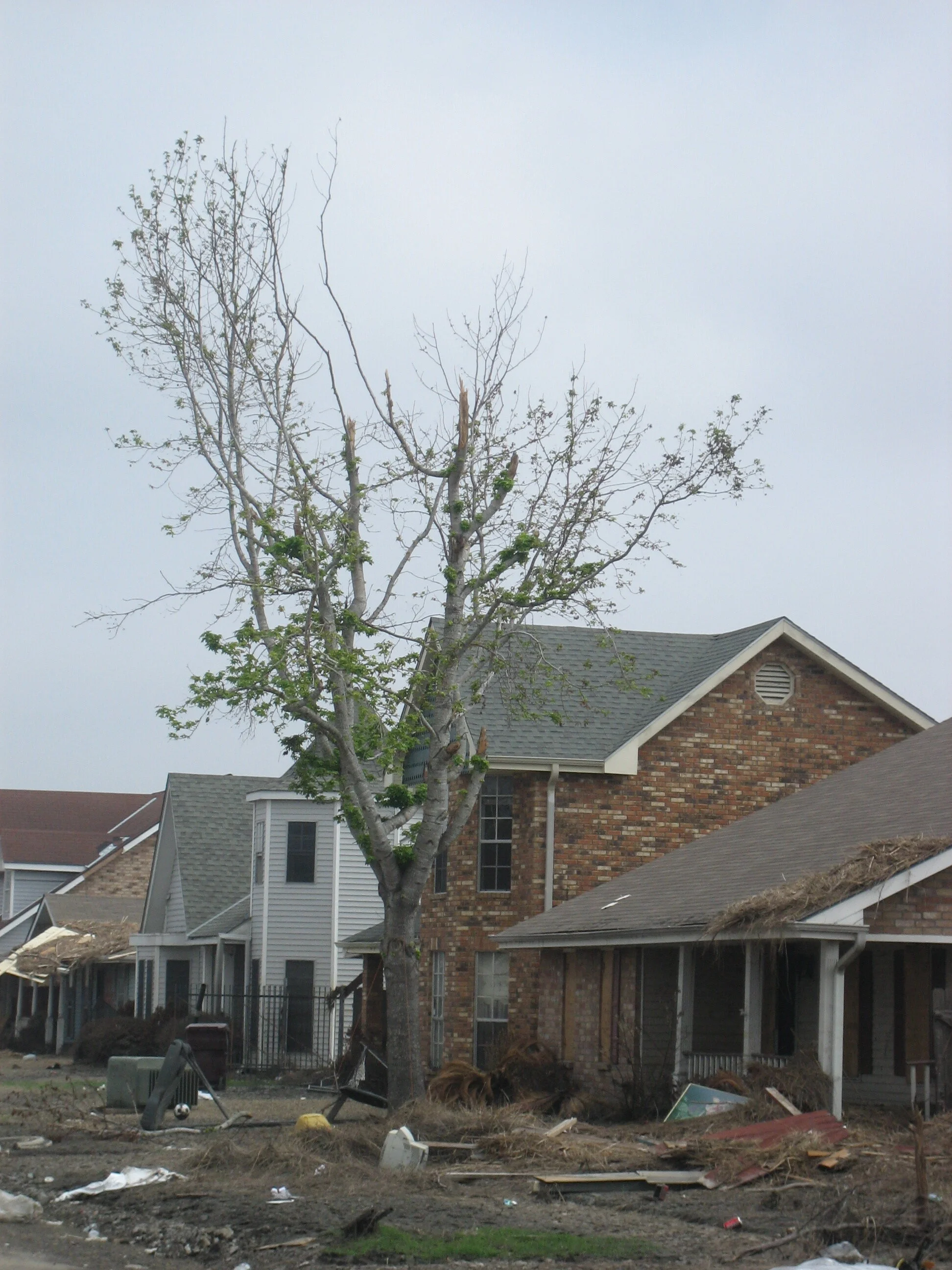 Maple Tree in Our Front Yard