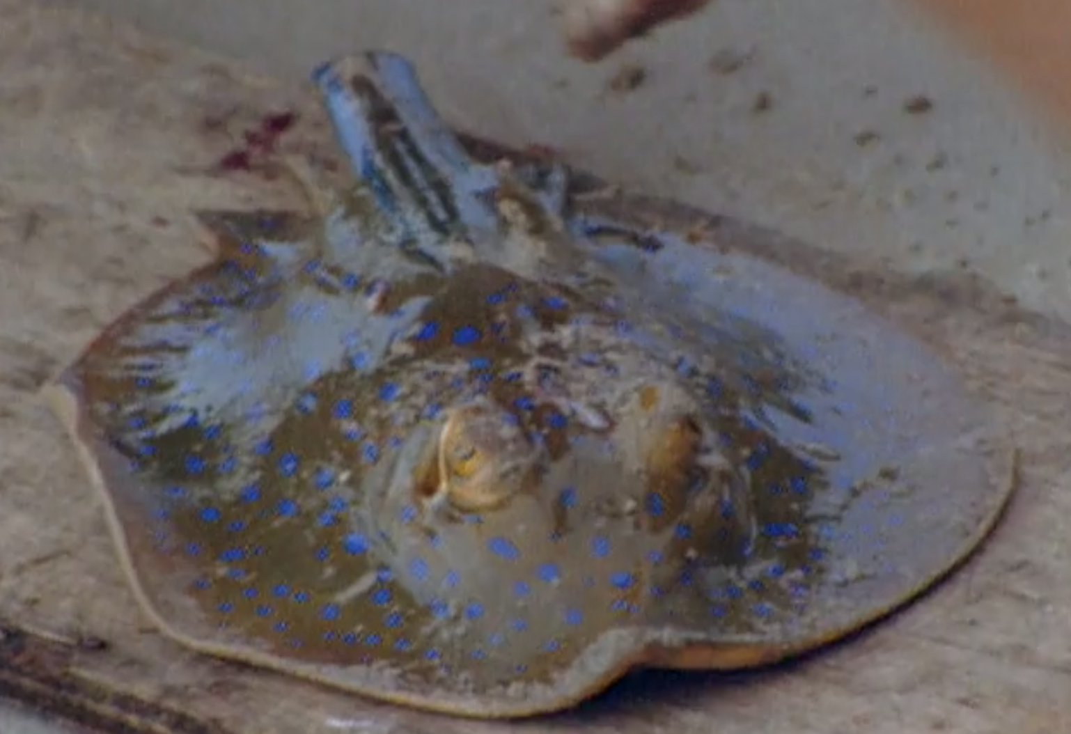 All screenshots via Amazon Prime Video.