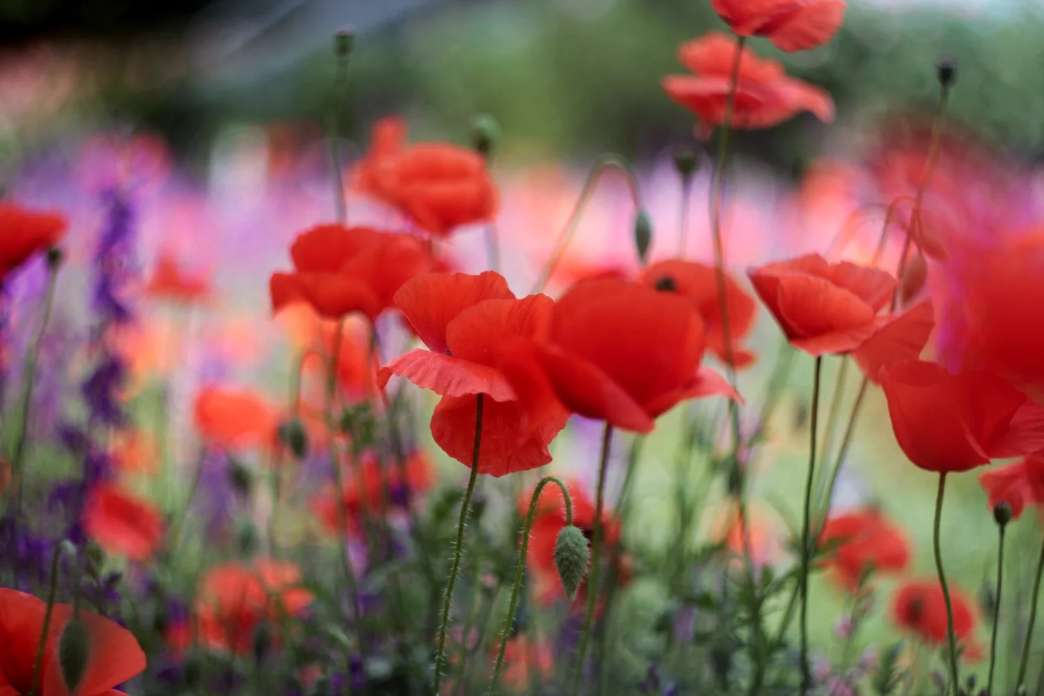 About — Louise Hardy