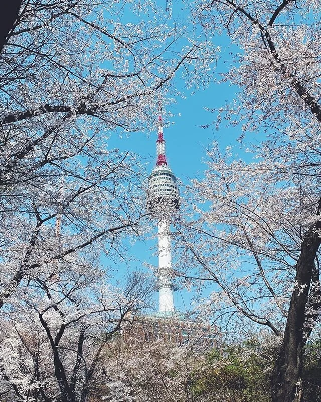 where flowers bloom, so does hope.
20.04.05 by #2ridescent

#남산 #벚꽃 #봄 #namsan #CherryBlossom #Spring #vsco #vscocam #livefolk #korea #visitkoreayear #서울 #seoul #koreatravel #travel #travelphotography #iphone11 #shotoniphone