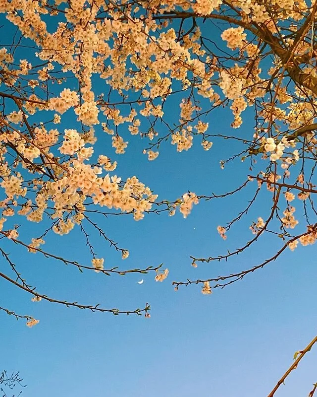 blossom by blossom the spring begins.
20.03.28 by #2ridescent

#vsco #vscocam #livefolk #sinchon #korea #travel #seoul #벚꽃 #cherryblossom #sakura #travelseoul #spring #travelgram #springnight #night