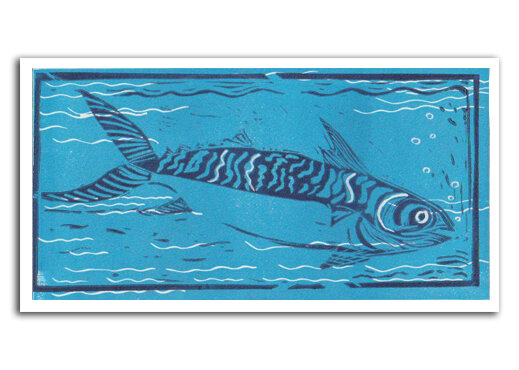 Blue Mackerel.jpg