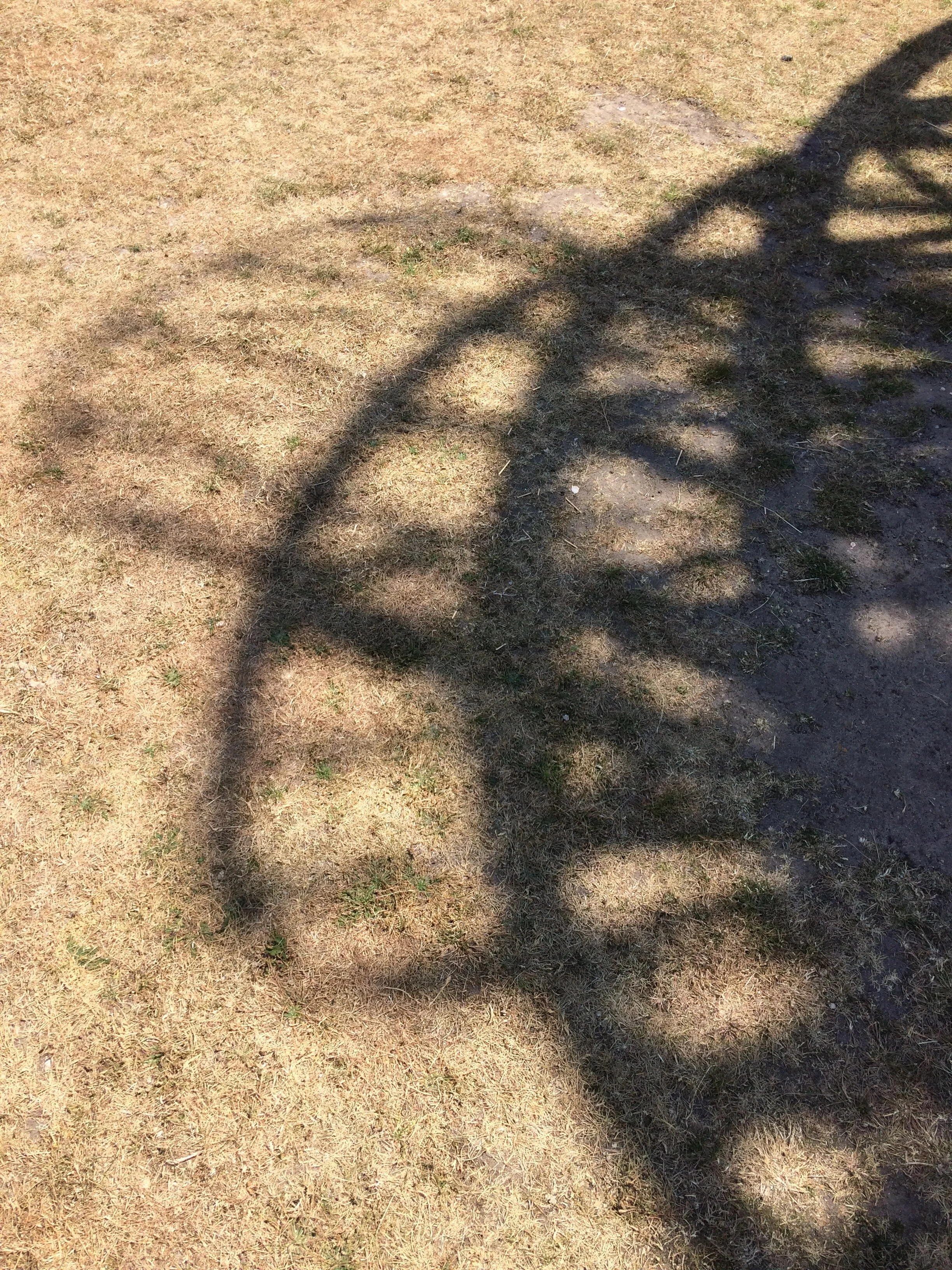 41612994560_9a969a7b0d_o.jpg