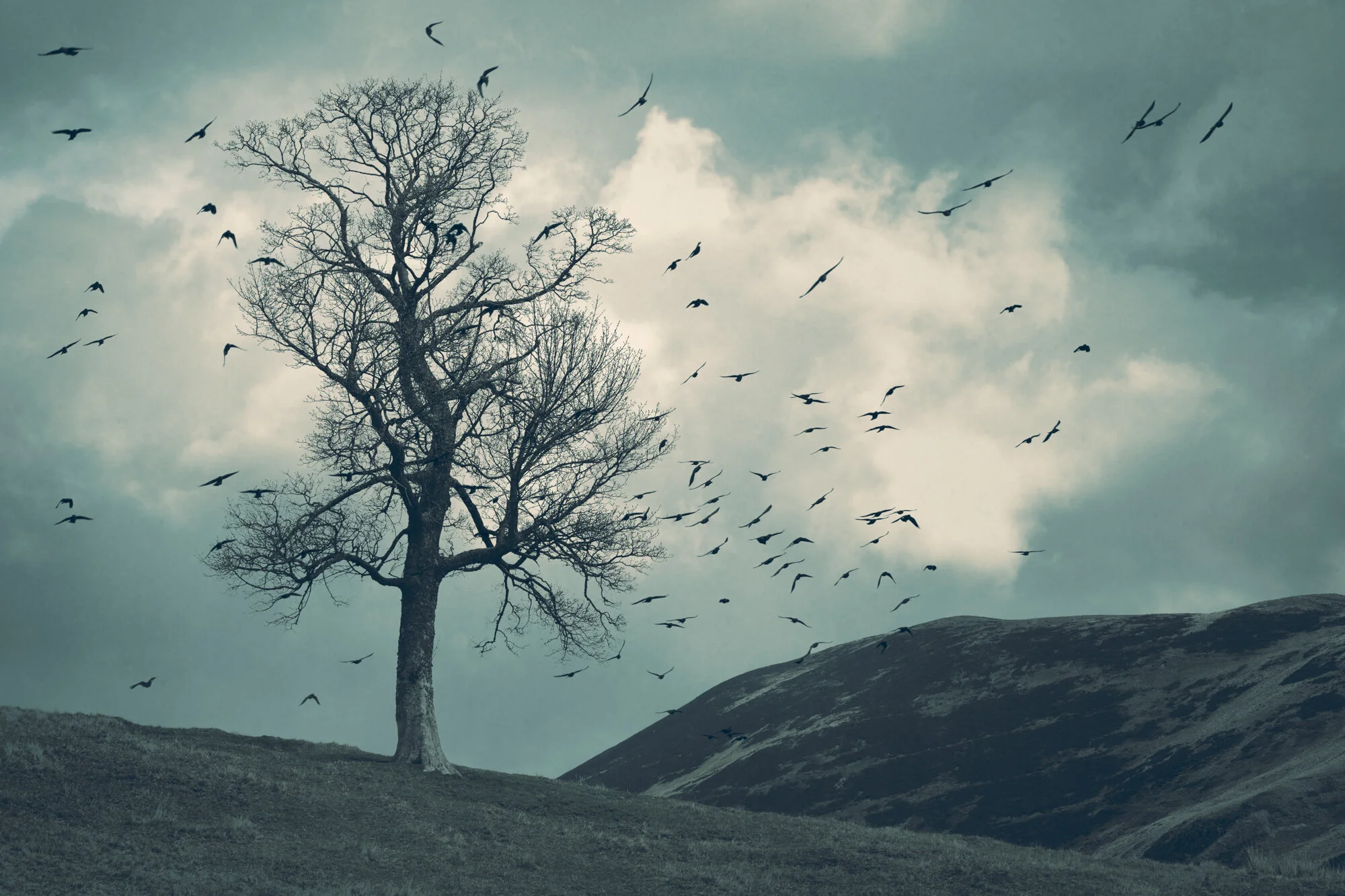 The Flocking Tree — Cat Burton