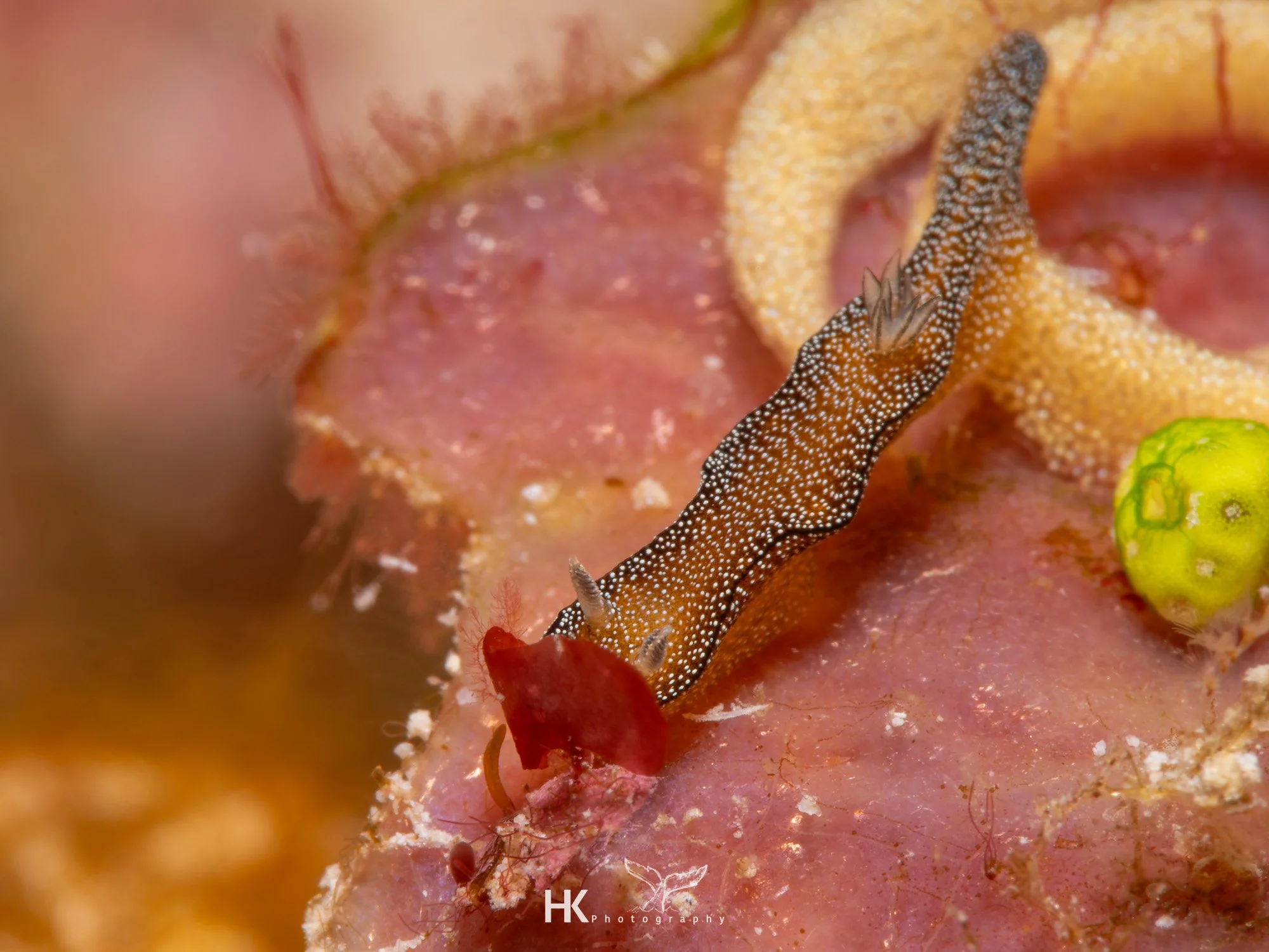 Nabucco 2025-582.jpg