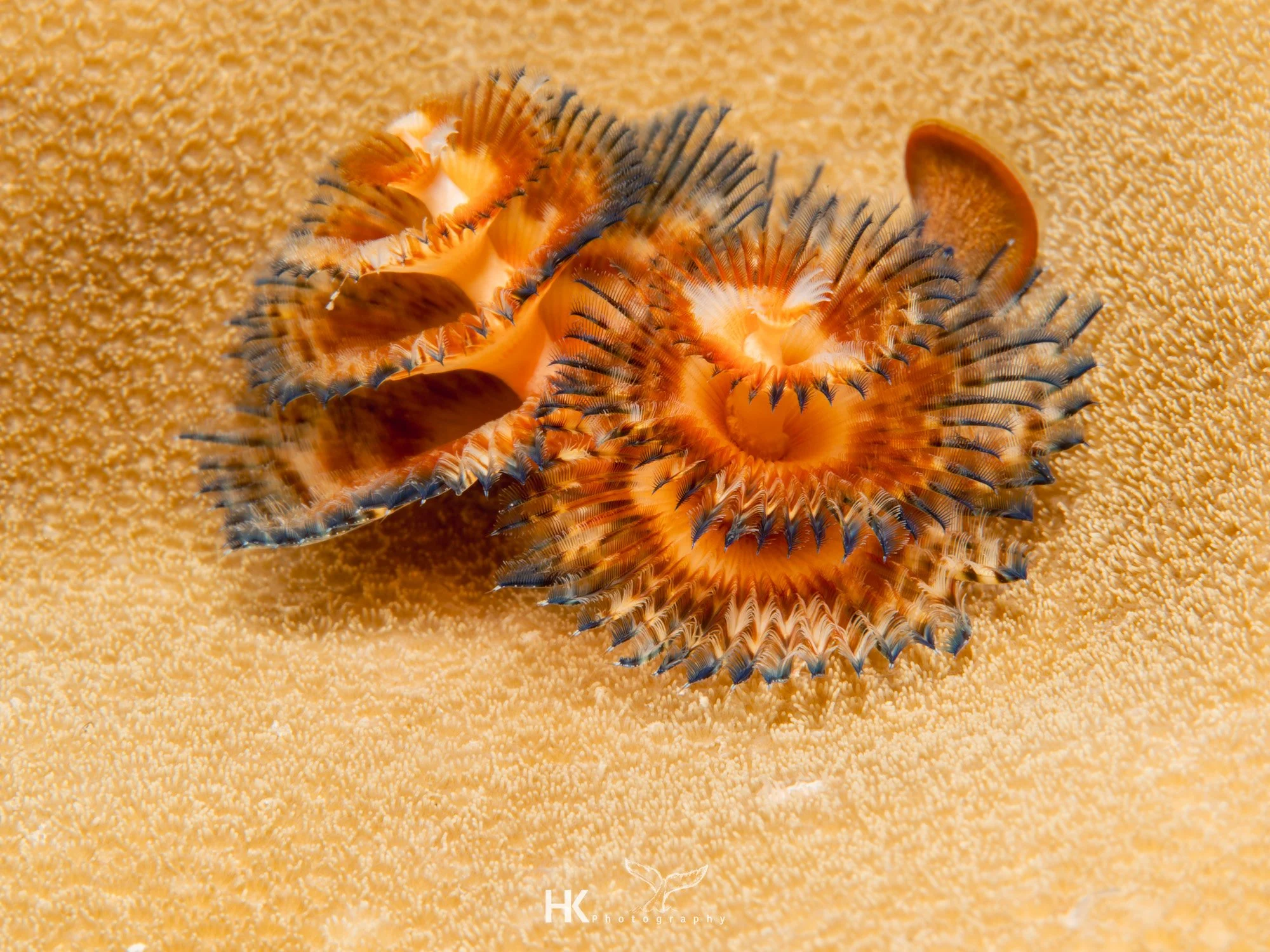 Nabucco 2025-599.jpg