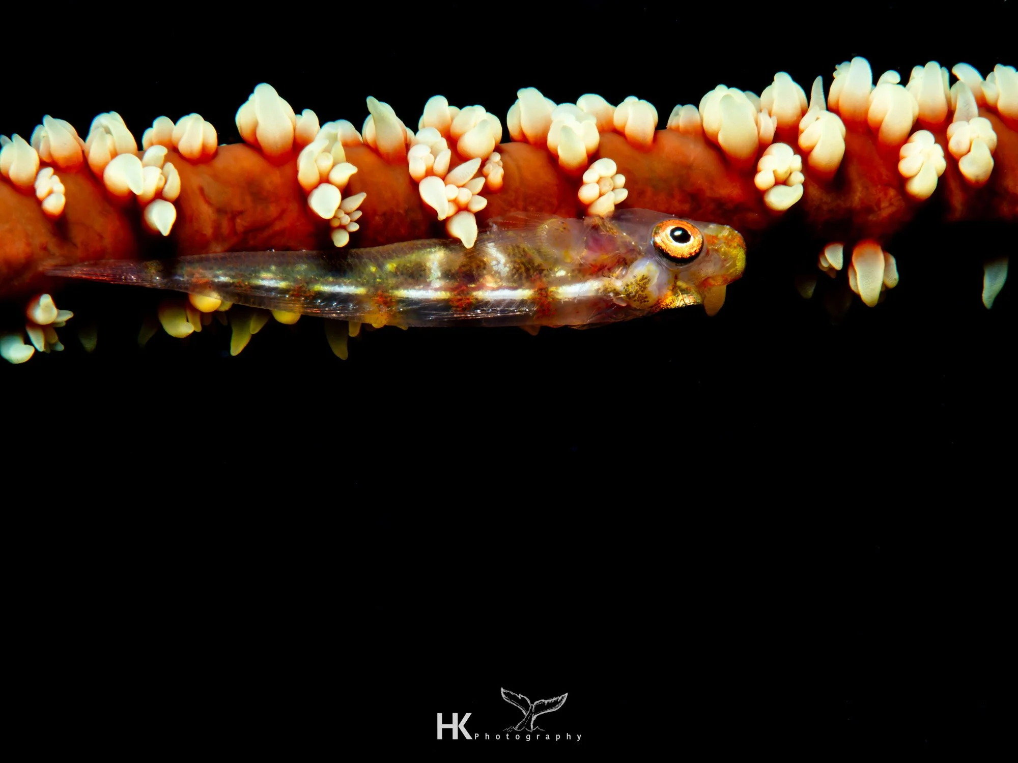 Nabucco 2025-728.jpg