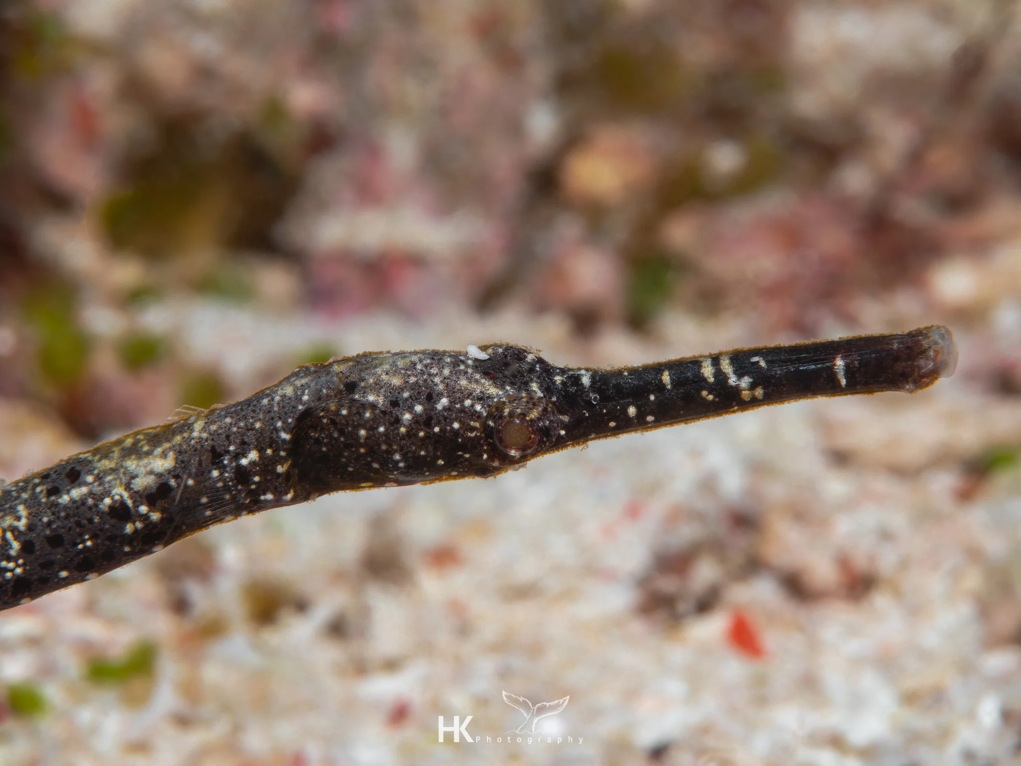 Nabucco 2025-995.jpg