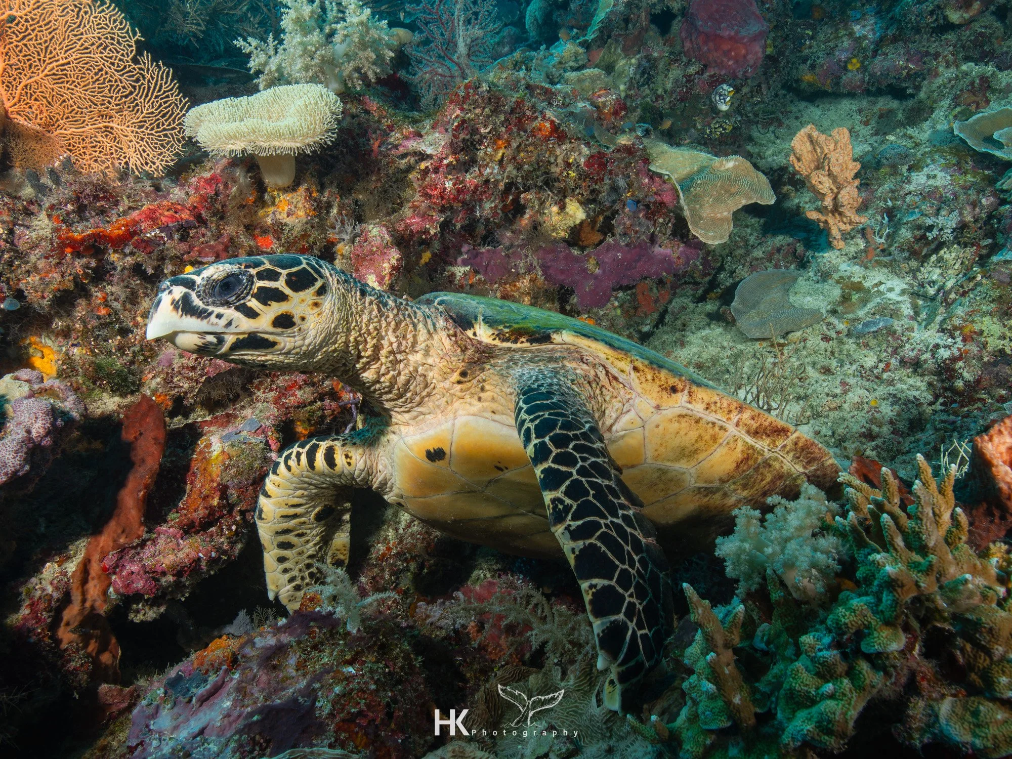 Nabucco 2025-1066.jpg