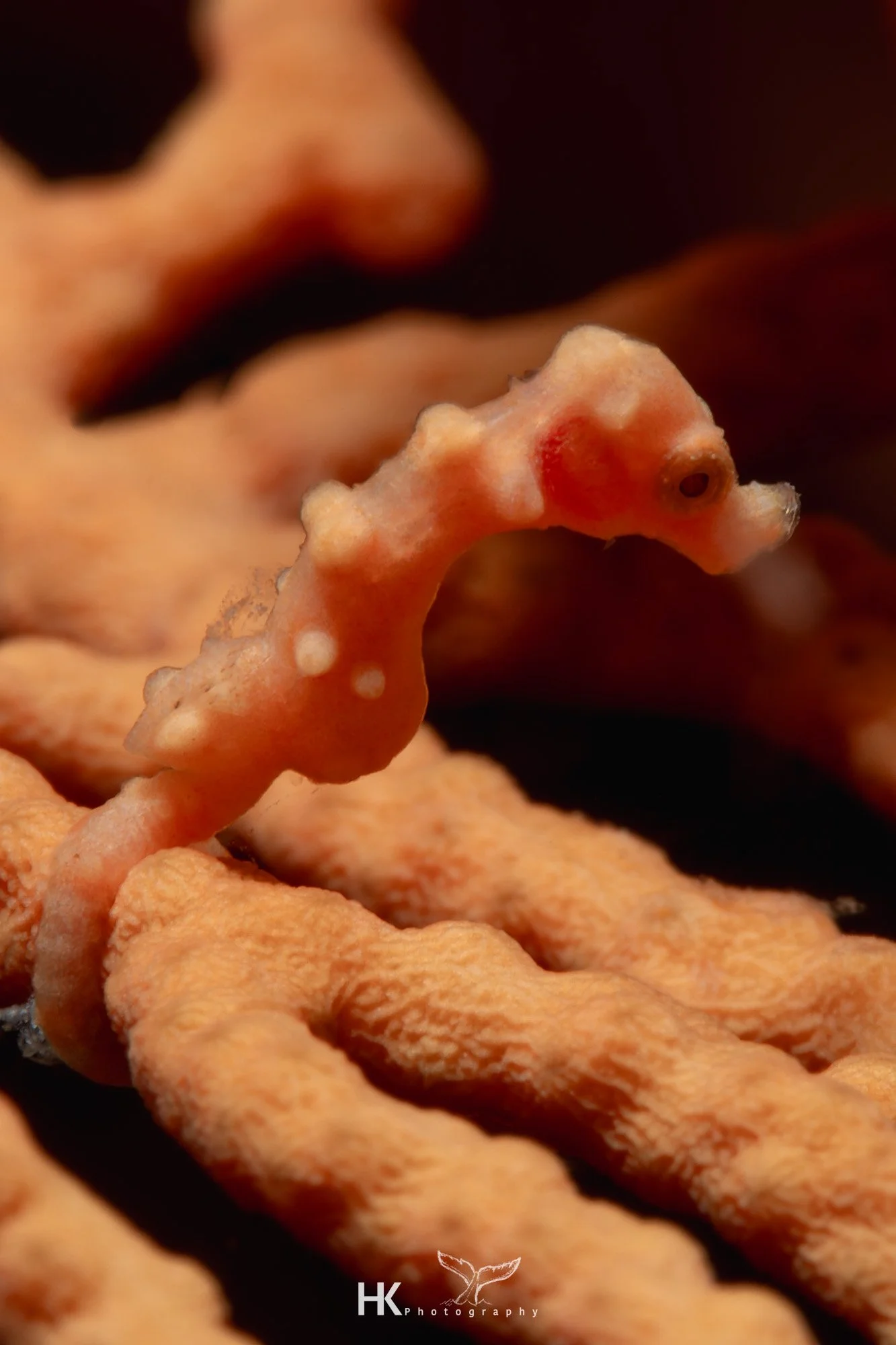 Nabucco 2025-1110.jpg