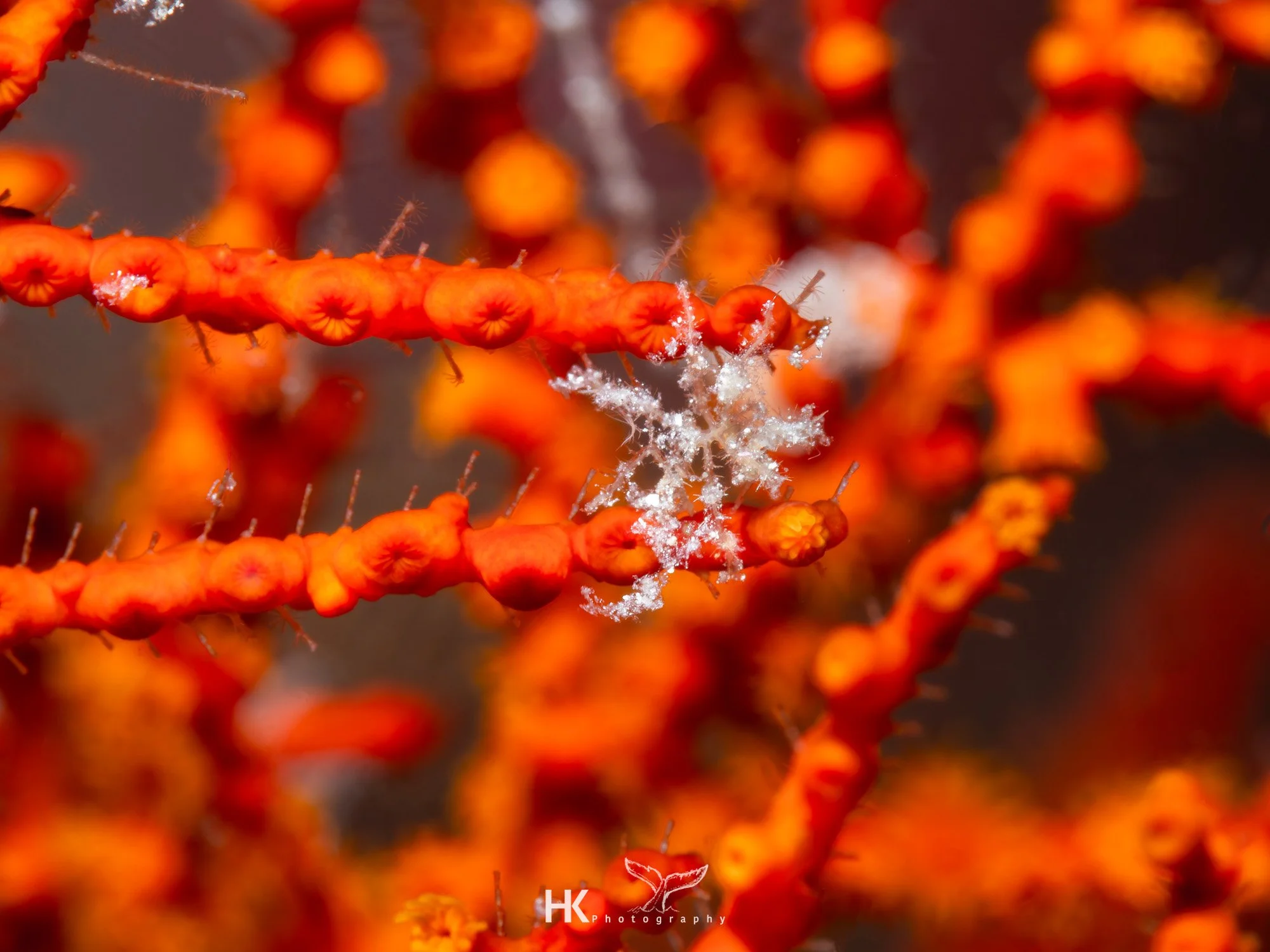 Nabucco 2025-1118.jpg