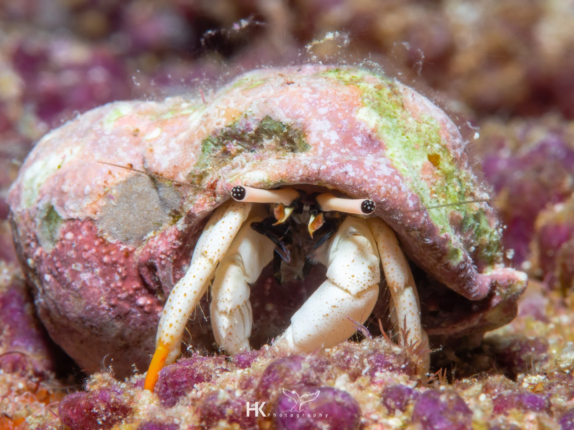 Nabucco 2025-1123.jpg