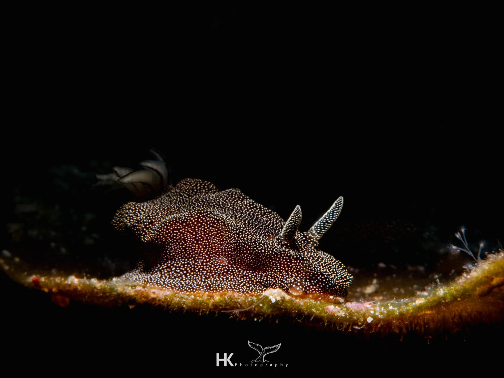 Nabucco 2025-1206.jpg